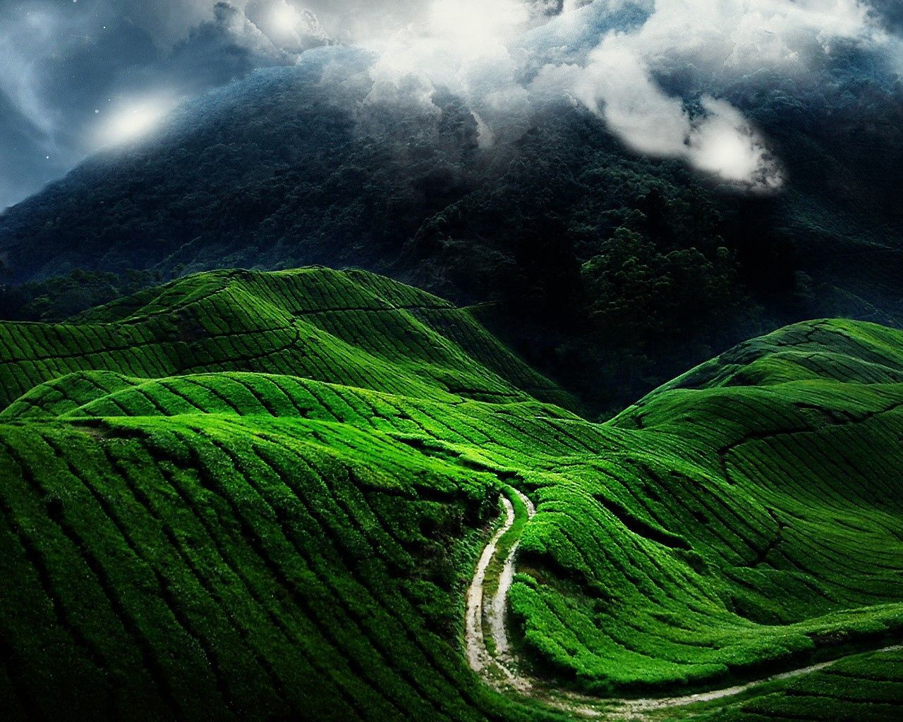 greens, nature, slopes, road 4K iPhone