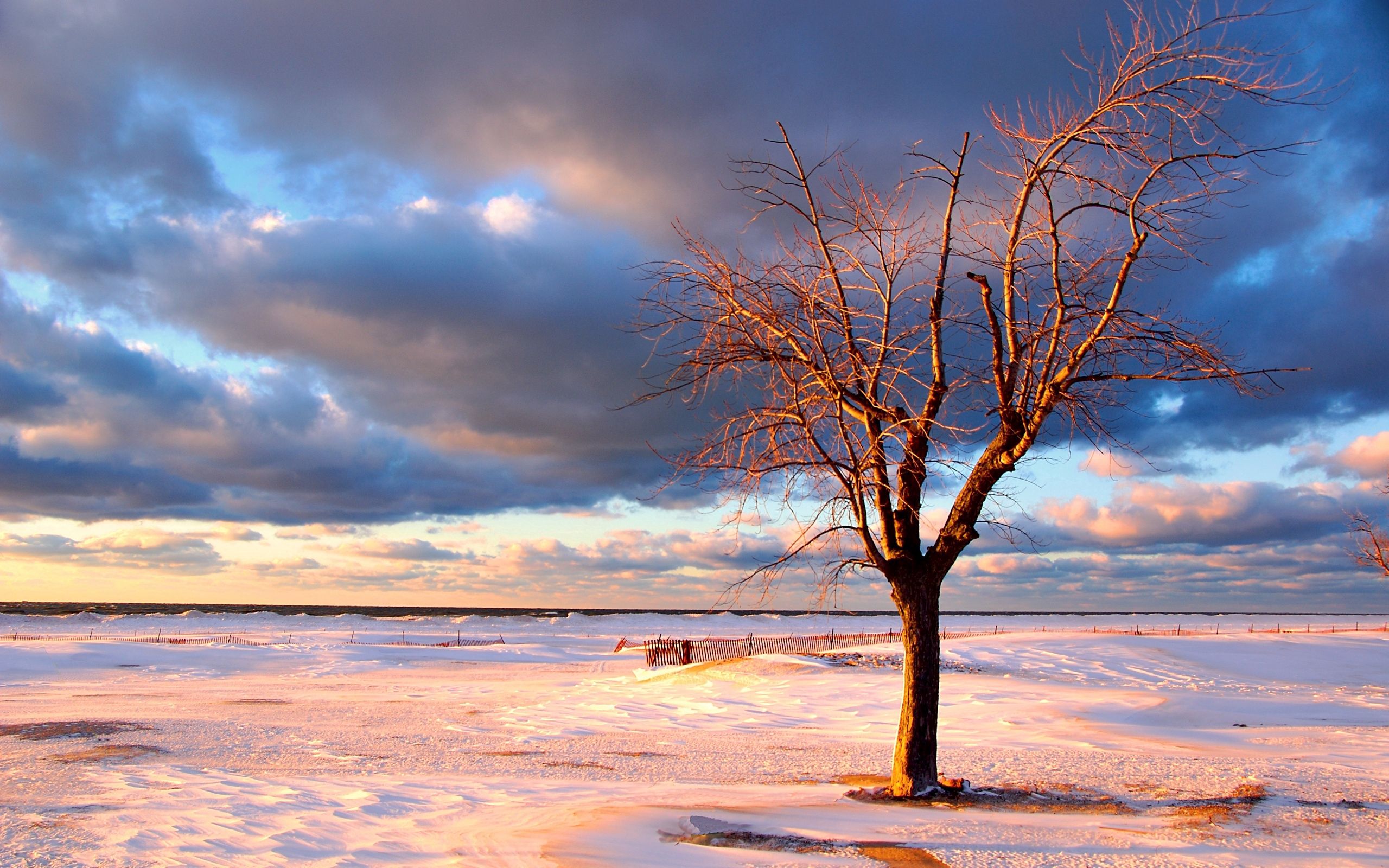 tree, nature, snow, wood, fence, deserted 1080p