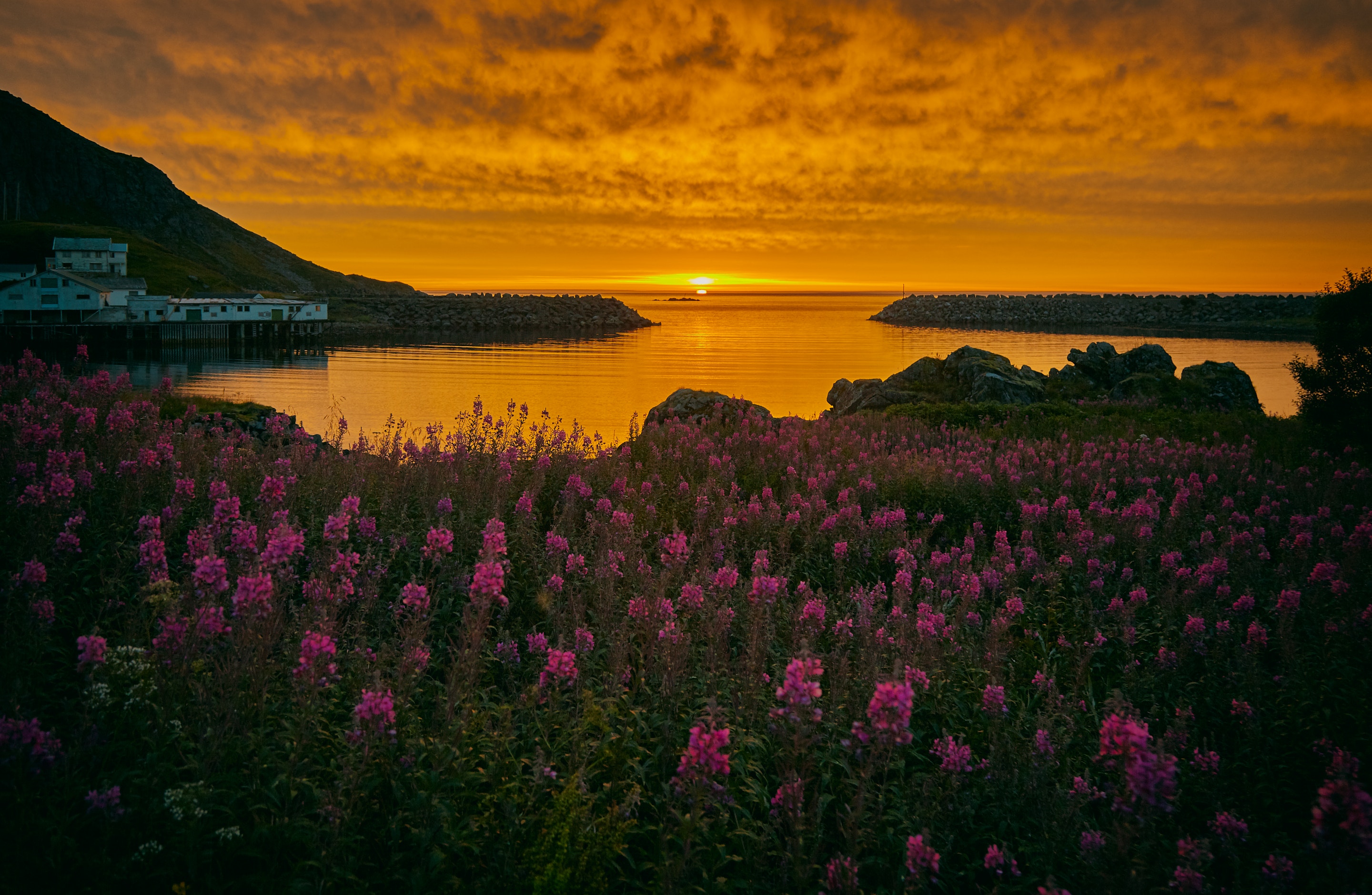 shore, nature, flowers, sunset, bank, norway, bay, archipelago 2160p