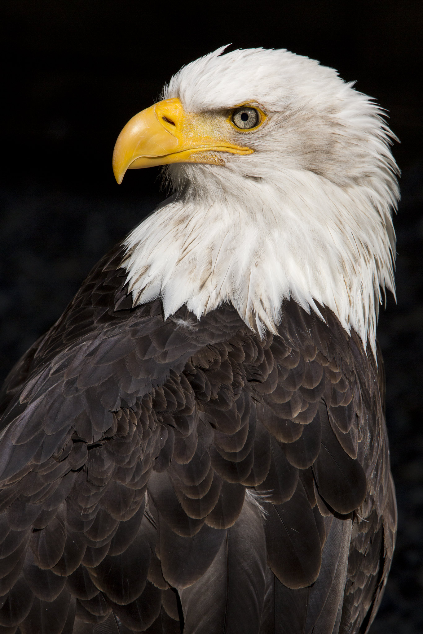Best Eagle phone Wallpapers