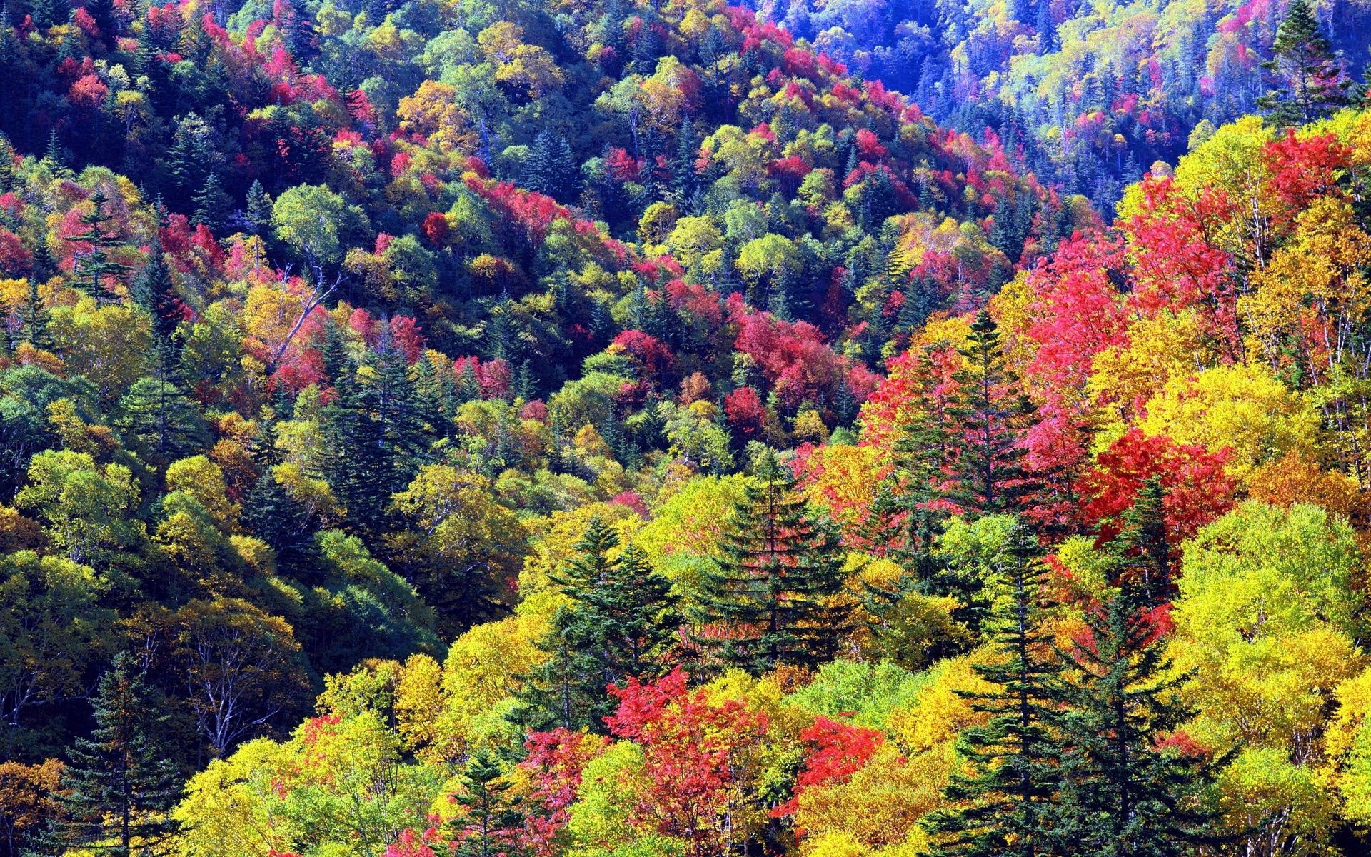 nature, trees, autumn, colors, color, palette, slopes images