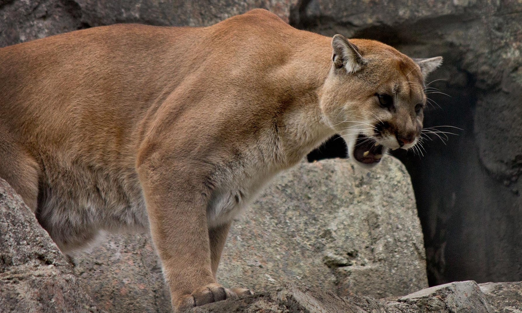 101769 Hintergrundbilder und Wildkatze Bilder auf dem Desktop. Laden Sie cougar, berglöwe, mountain lion, wilde katze Bildschirmschoner kostenlos auf den PC herunter