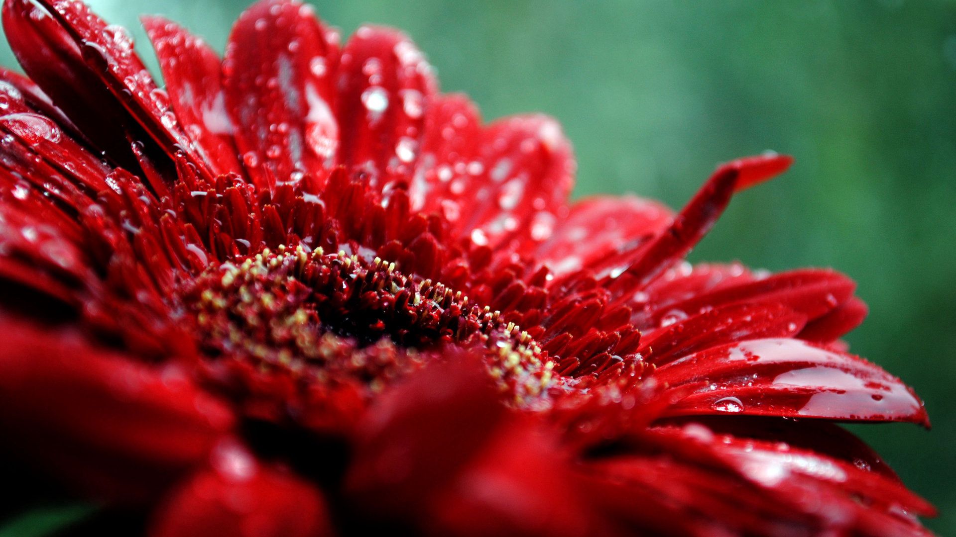 80447 free download Red wallpapers for phone, flower, dark, macro, moisture Red images and screensavers for mobile