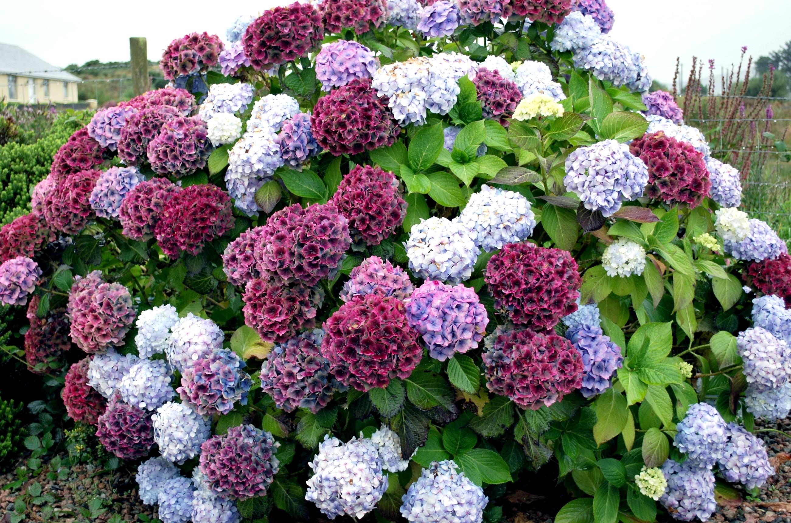 android flowers, bush, multicolored, motley, hydrangea, handsomely, it's beautiful