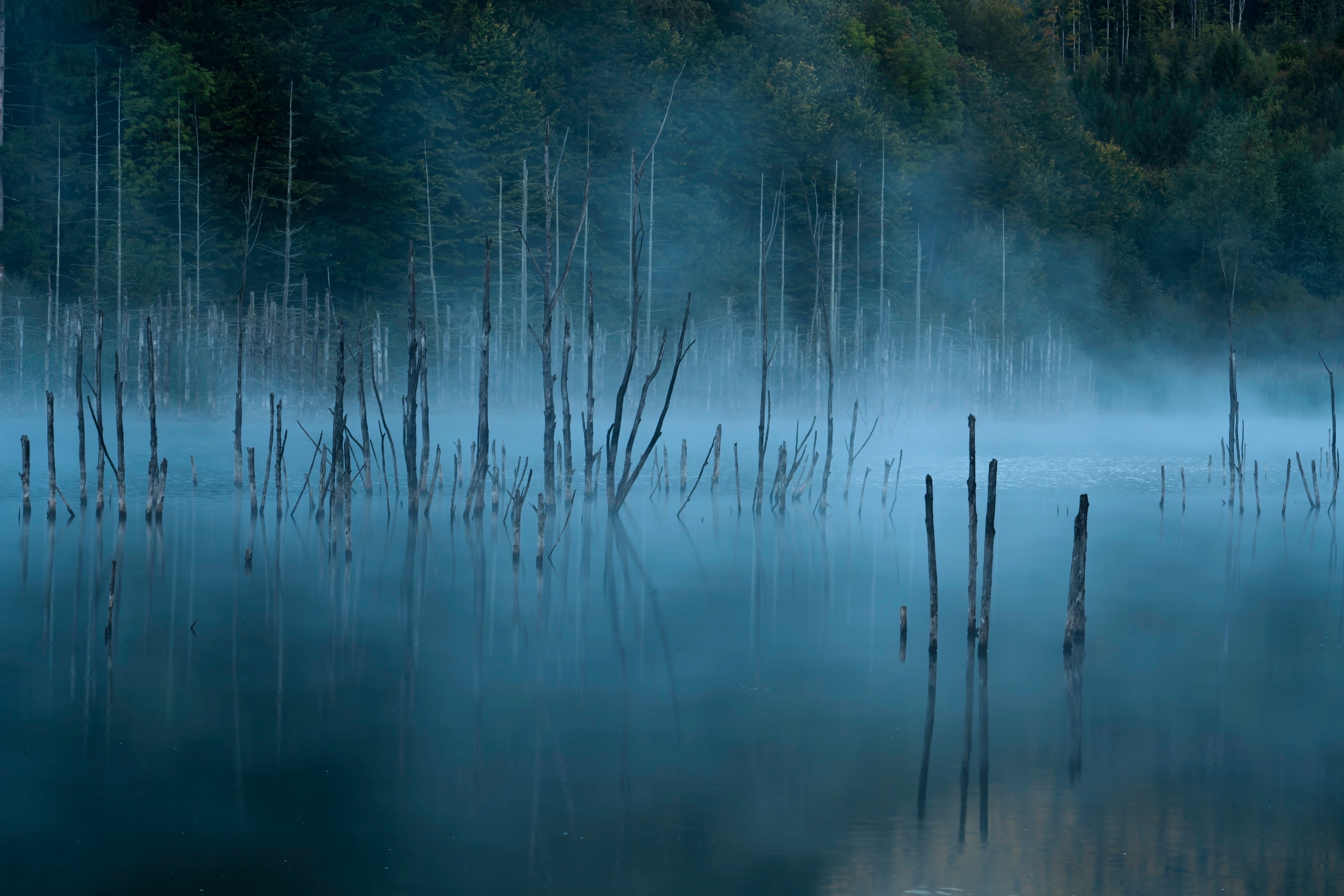 Лес затопленный водой. Мрачное болото. Ночное болото. Мрачное озеро в лесу. Болотная вода.