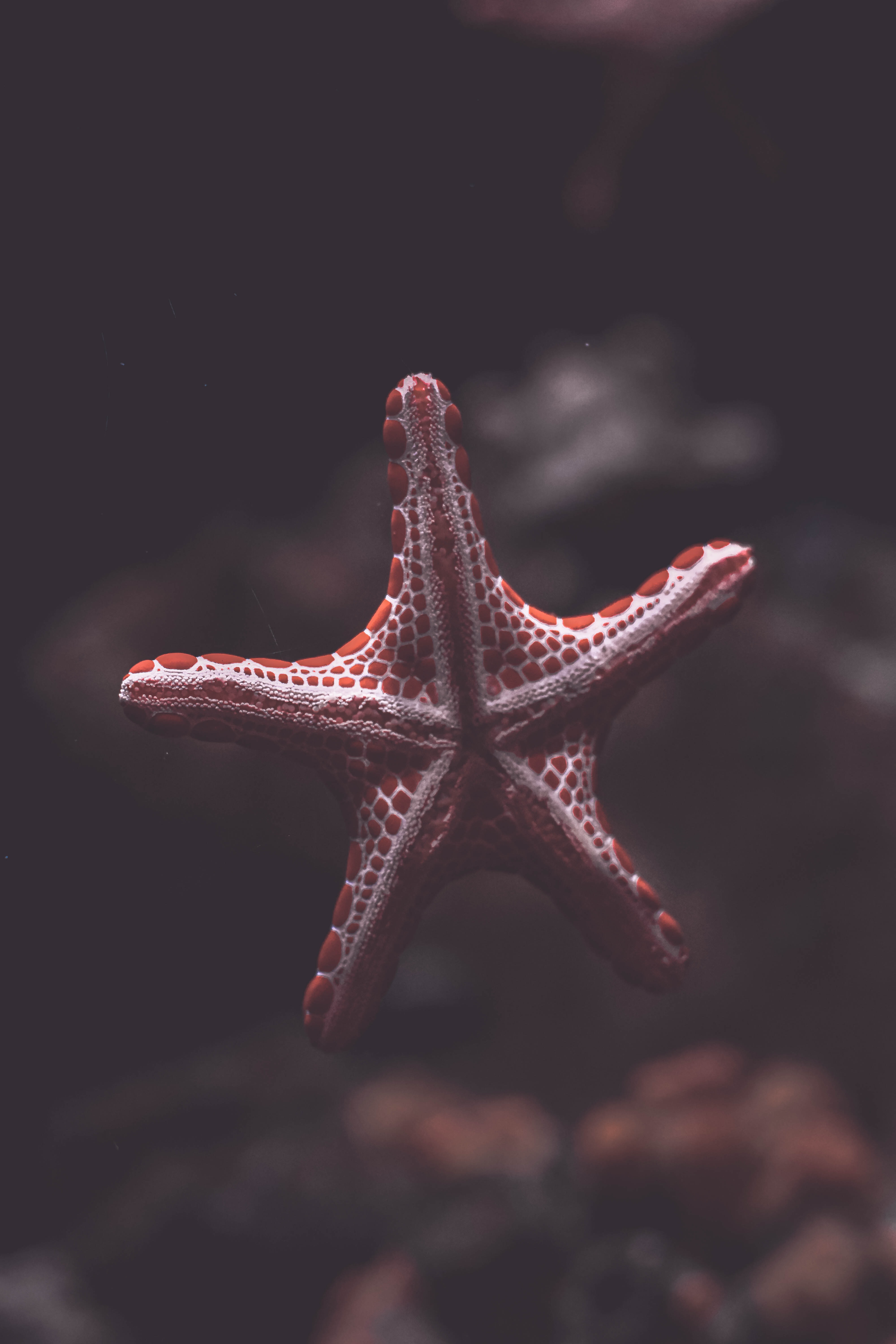 sea, creature, being, animals Ultrawide Wallpapers