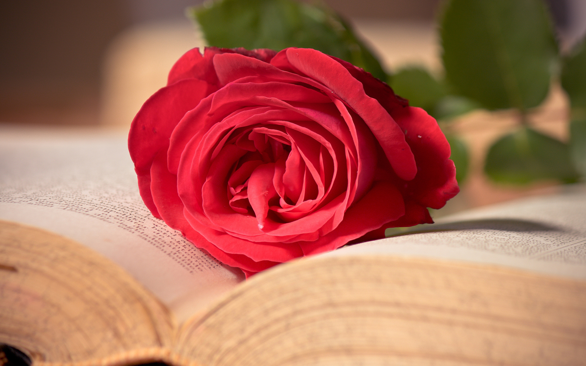 man made, book, flower, love, mood, romantic, rose phone wallpaper