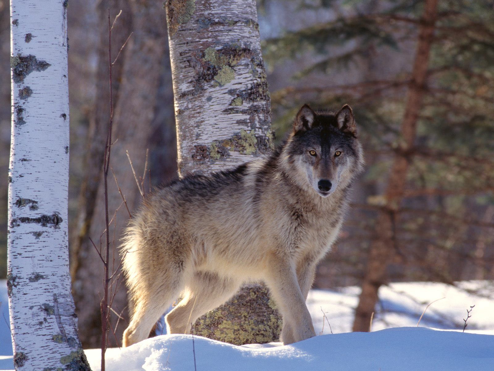 52718 download wallpaper wolf, animals, winter, snow, predator screensavers and pictures for free