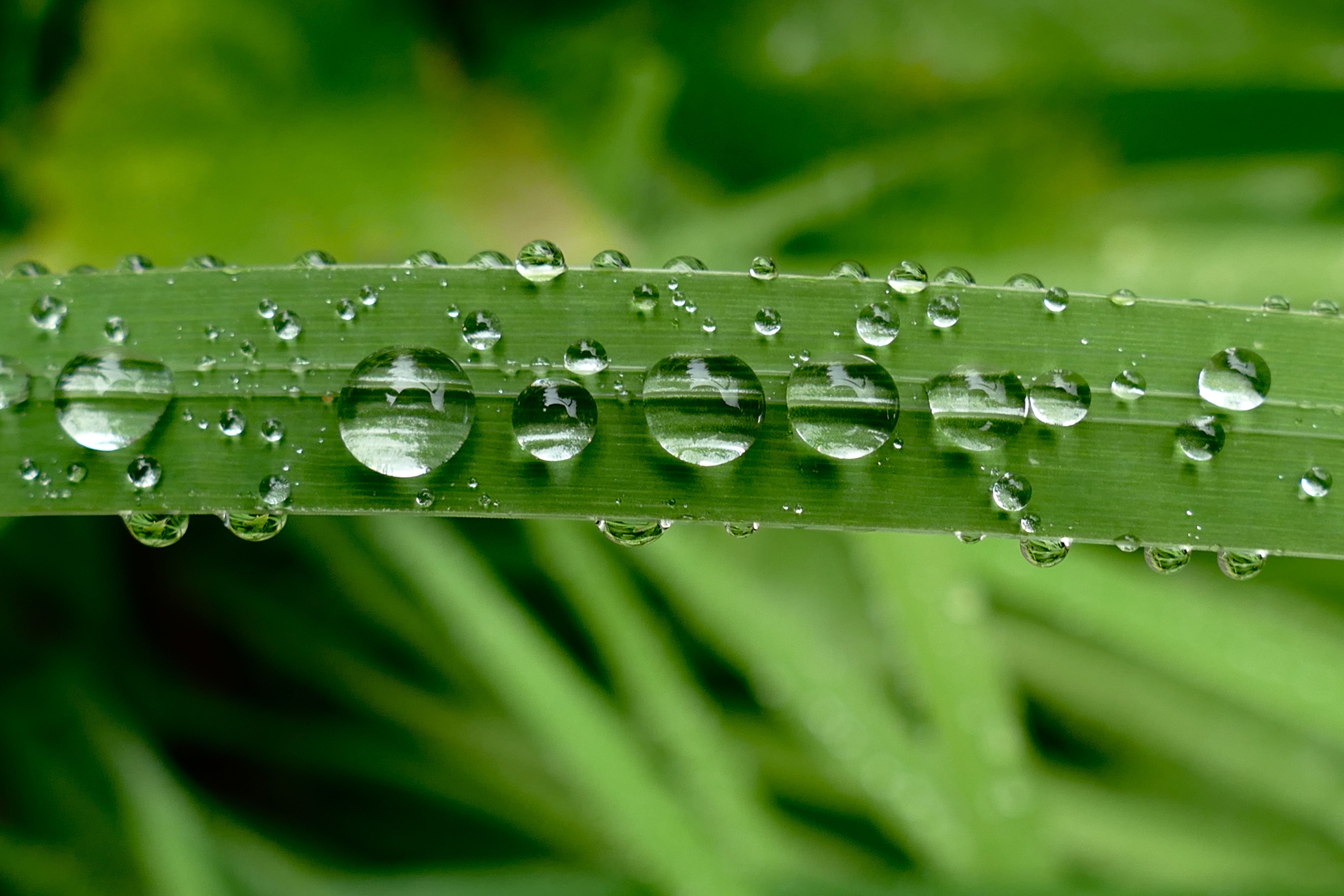 wet, drops, plant, leaf Horizontal Wallpapers