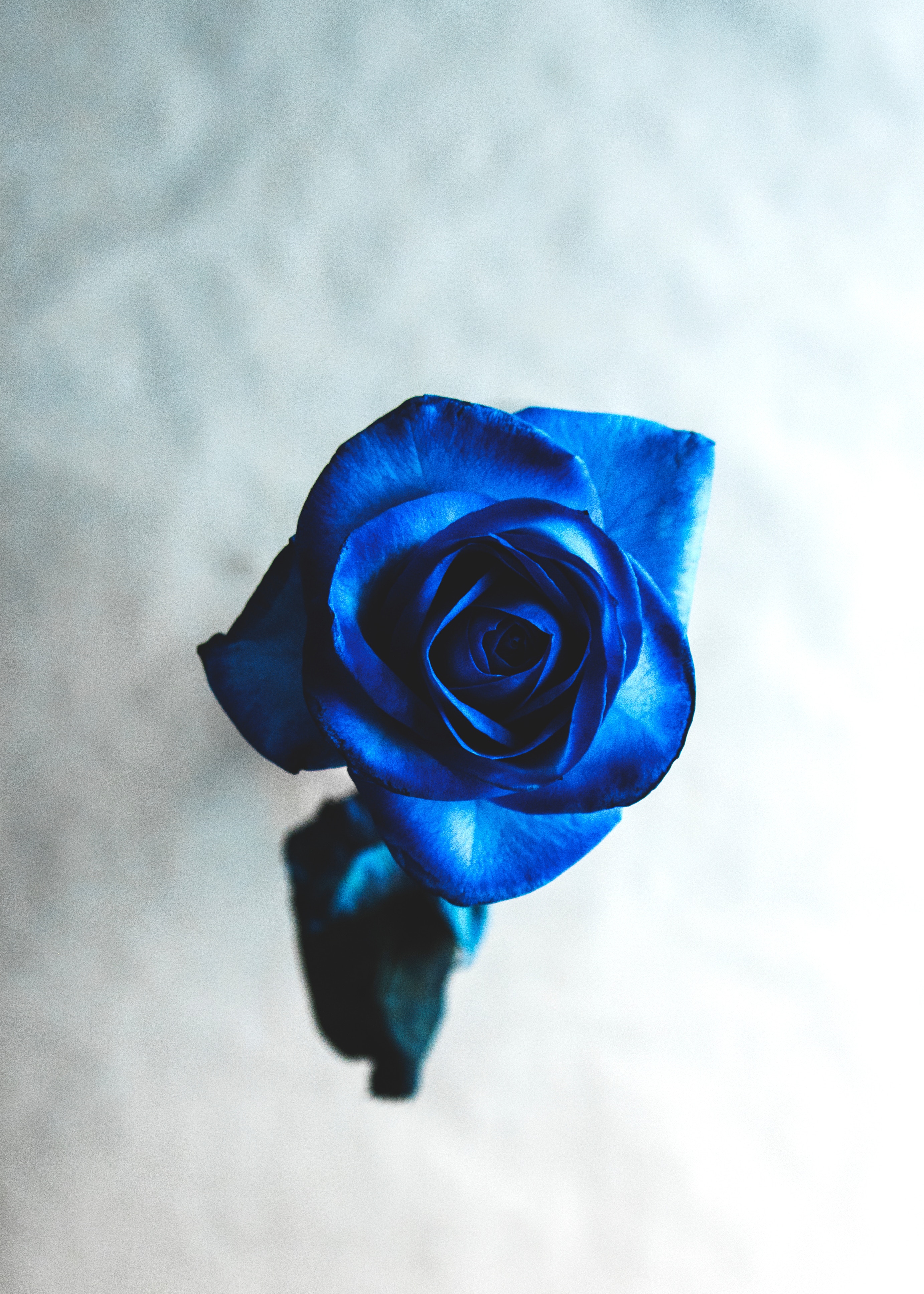vertical wallpaper rose flower, flowers, blue, flower, rose, bud, blur, smooth