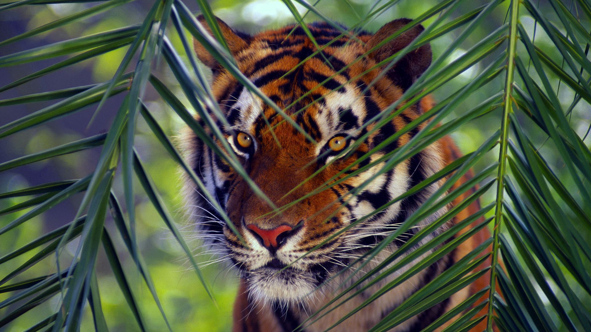 62395 download wallpaper leaves, animals, muzzle, striped, sight, opinion, tiger screensavers and pictures for free