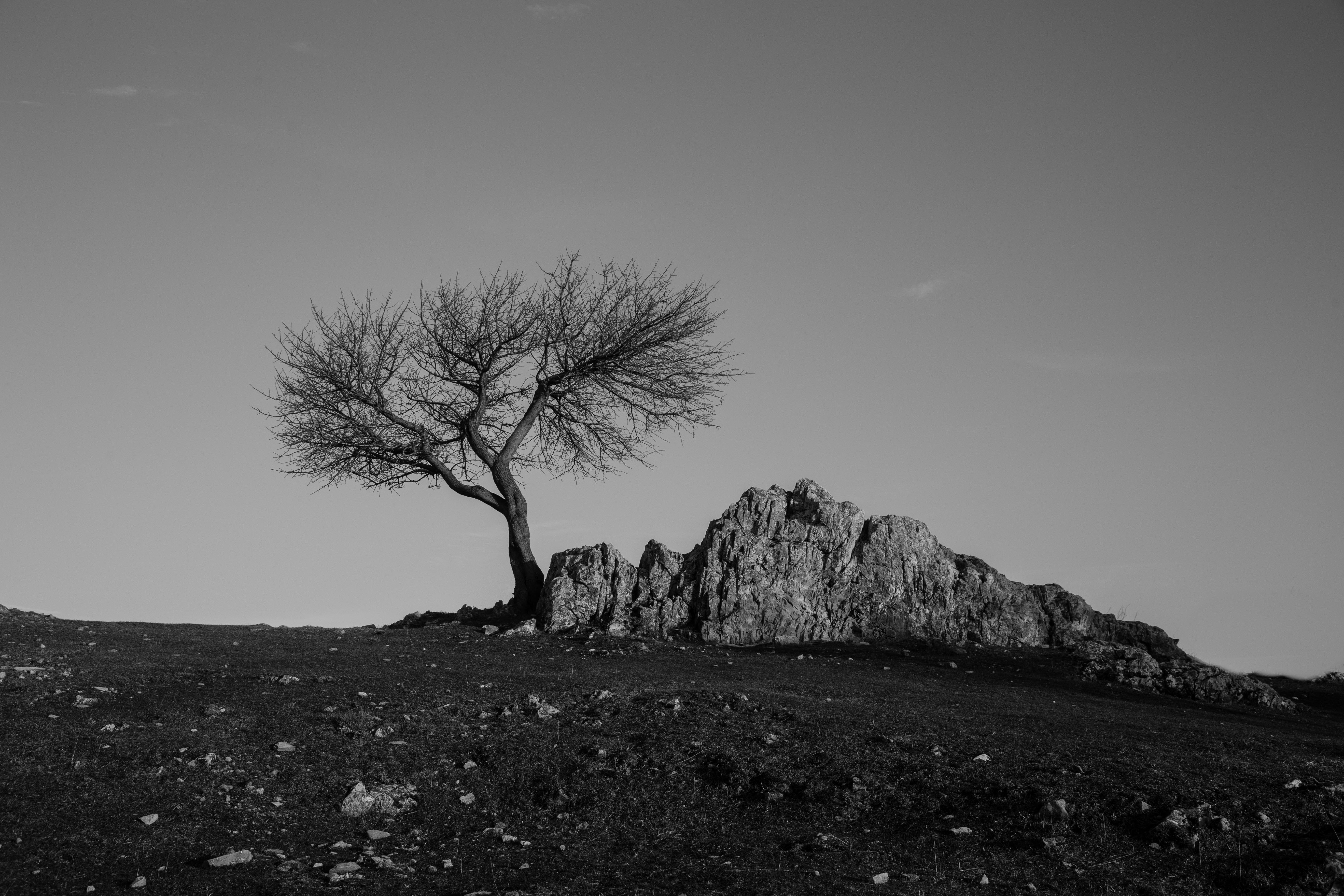 69233 download wallpaper minimalism, nature, rock, wood, tree, bw, chb screensavers and pictures for free