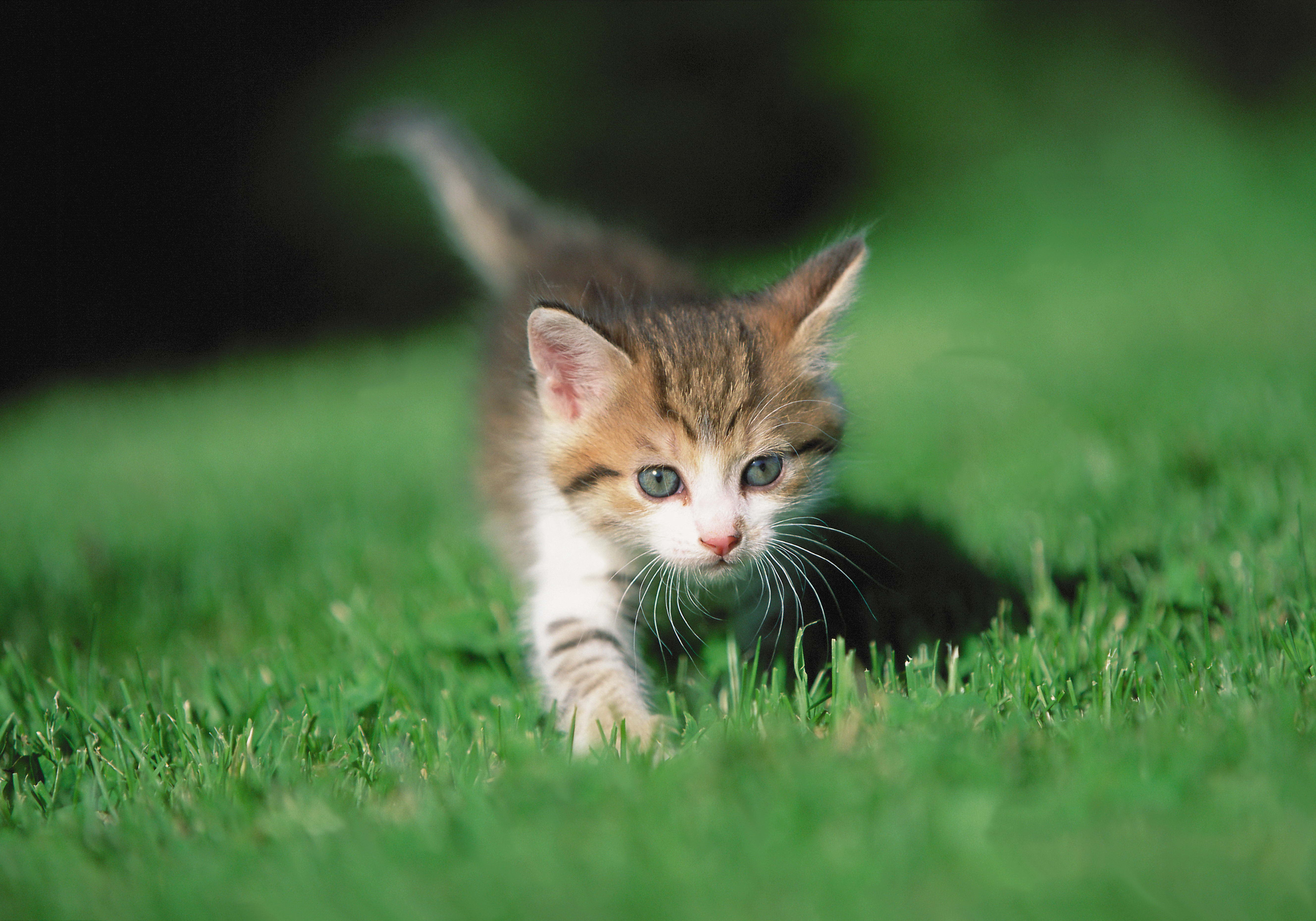 grass, animals, paws, kitten New Lock Screen Backgrounds