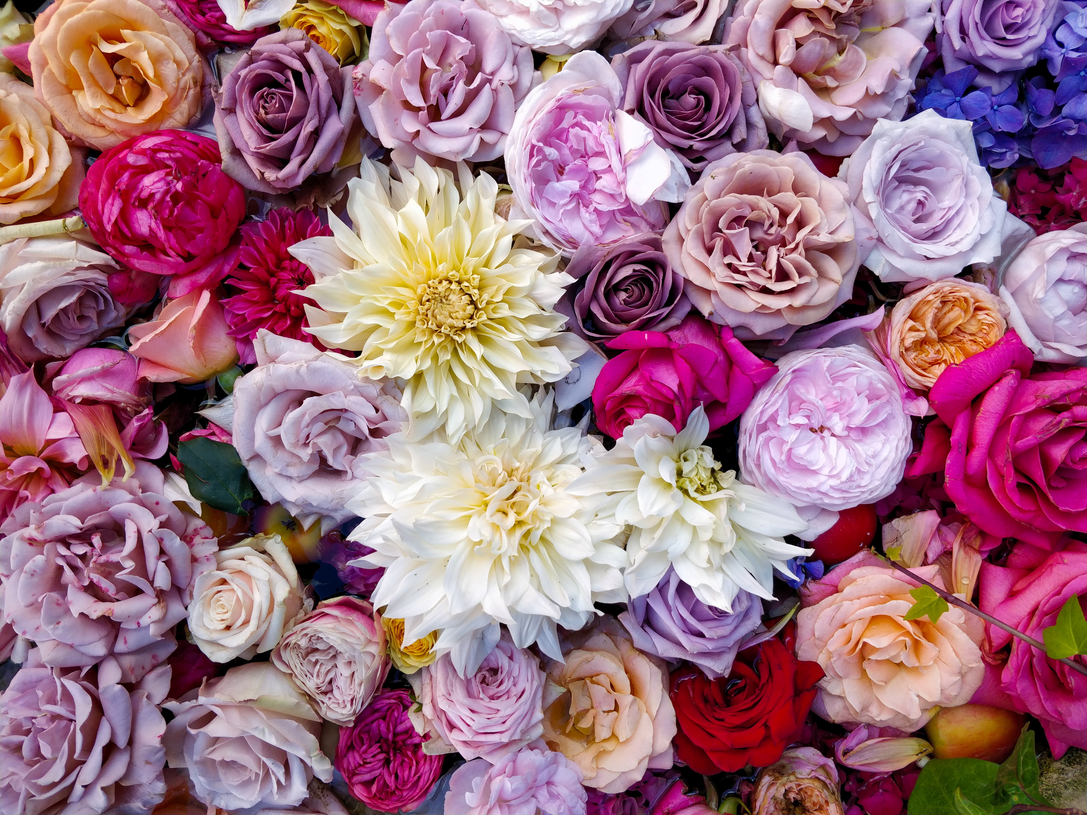 103294壁紙のダウンロード花束, フラワーズ, バラ, ブーケ, 色とりどり, モトリー, ダリア, 組成-スクリーンセーバーと写真を無料で