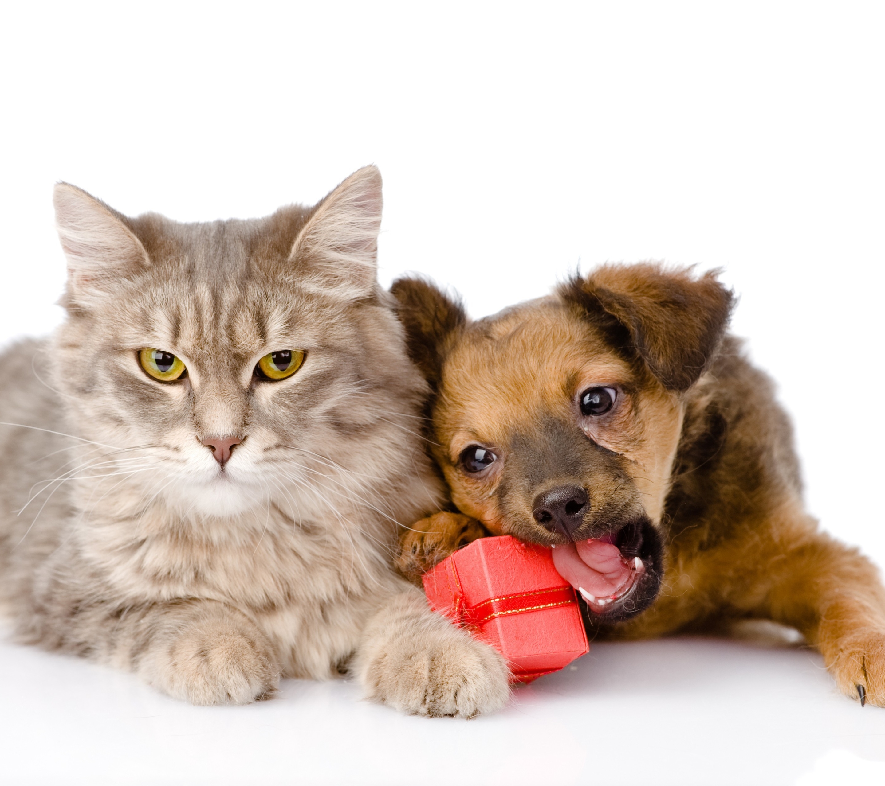 HD desktop wallpaper: Cat, Dog, Animal, Puppy, Gift, Cat & Dog download  free picture #1277774