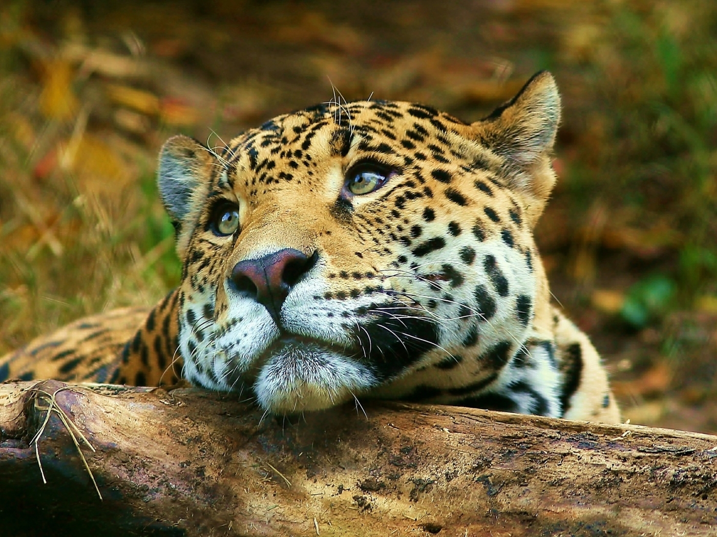 Free Images  Leopards