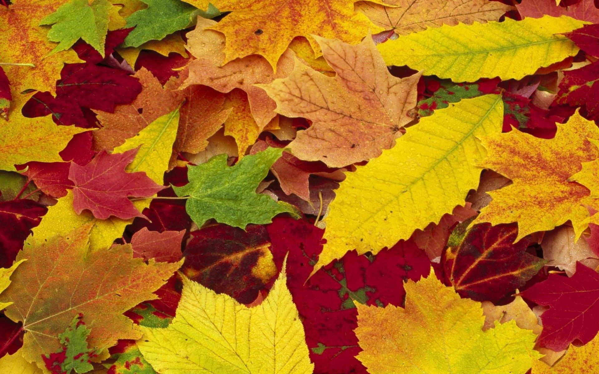 green, nature, autumn, leaves, yellow, red, colors, color, palette, assorted HD wallpaper