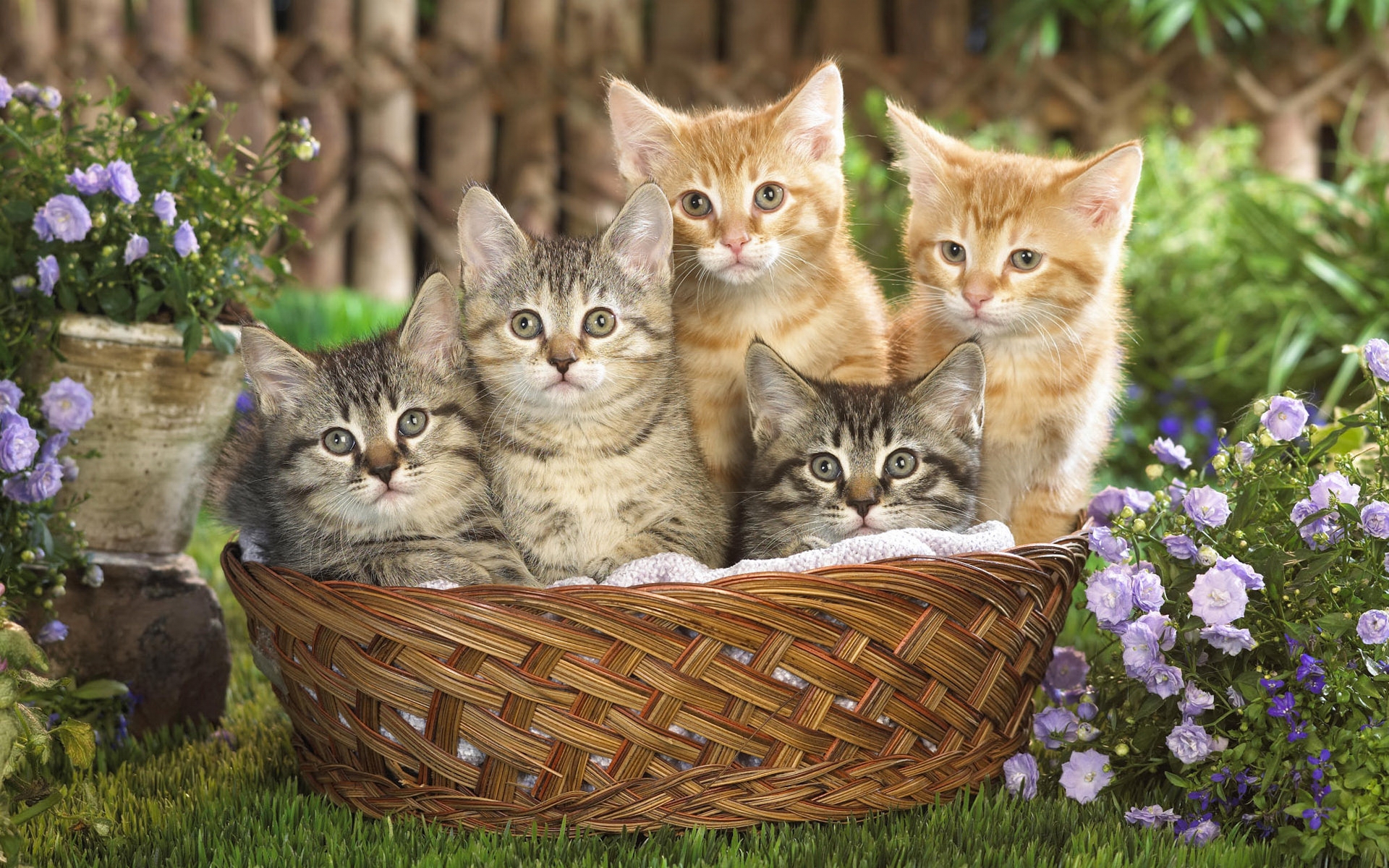 37817 Bildschirmschoner und Hintergrundbilder Katzen auf Ihrem Telefon. Laden Sie tiere, orange Bilder kostenlos herunter