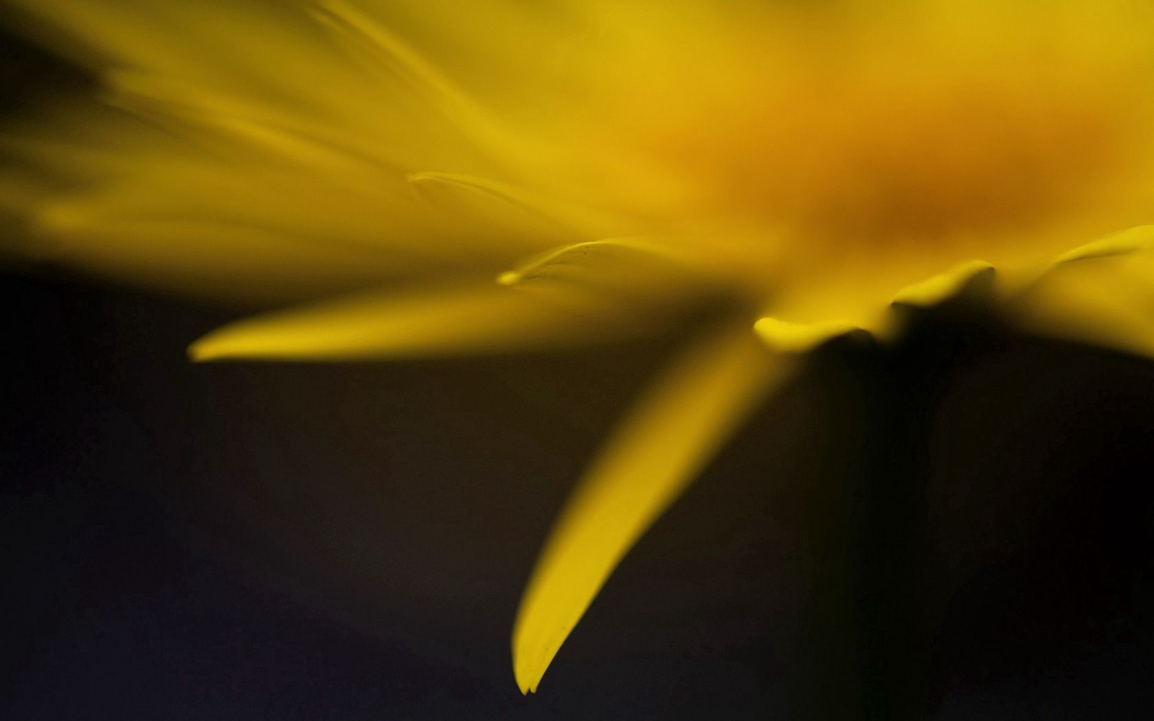 android glare, flower, macro, petals, greased, smeared