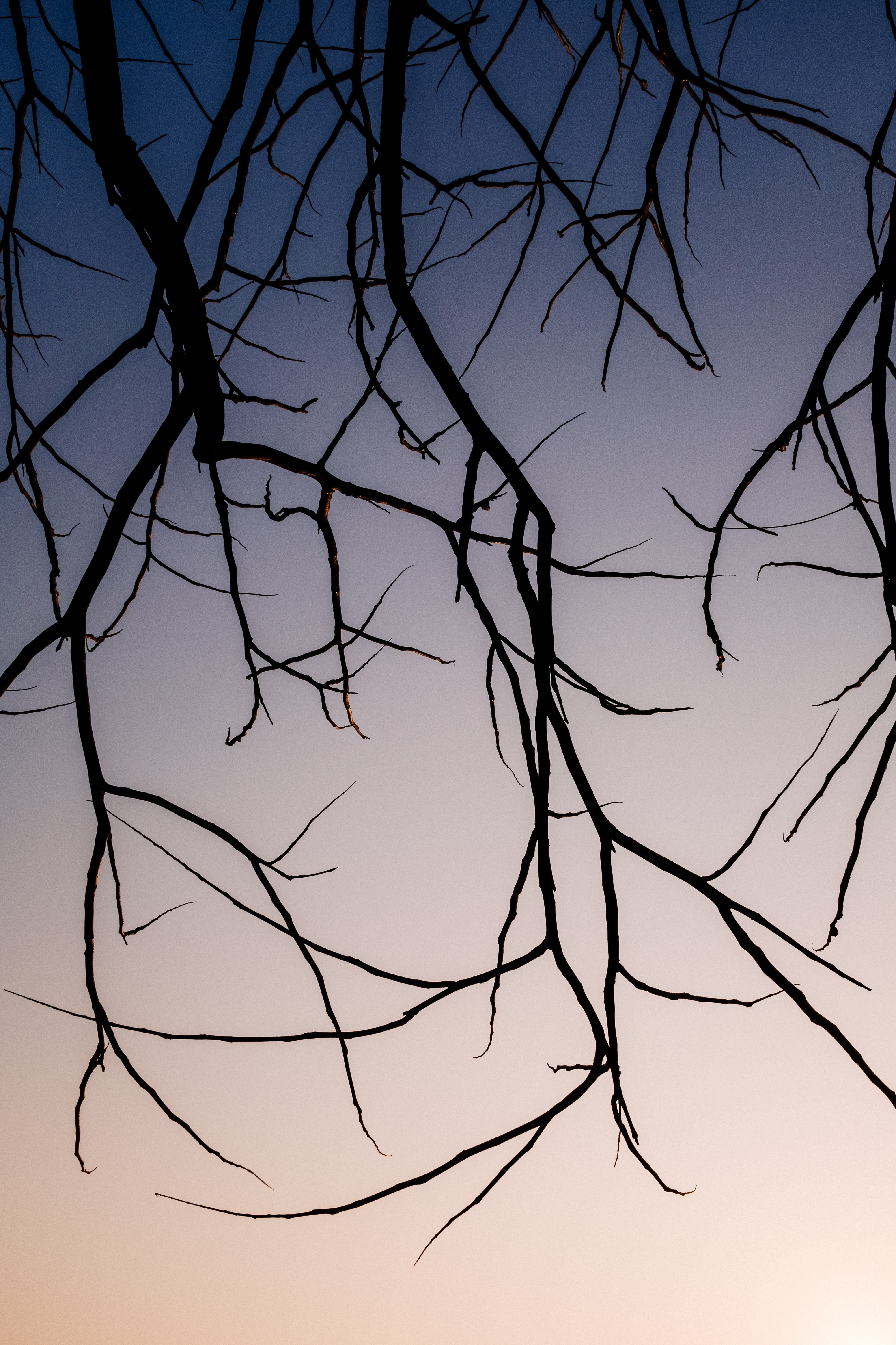sky, nature, dark, branches 2160p