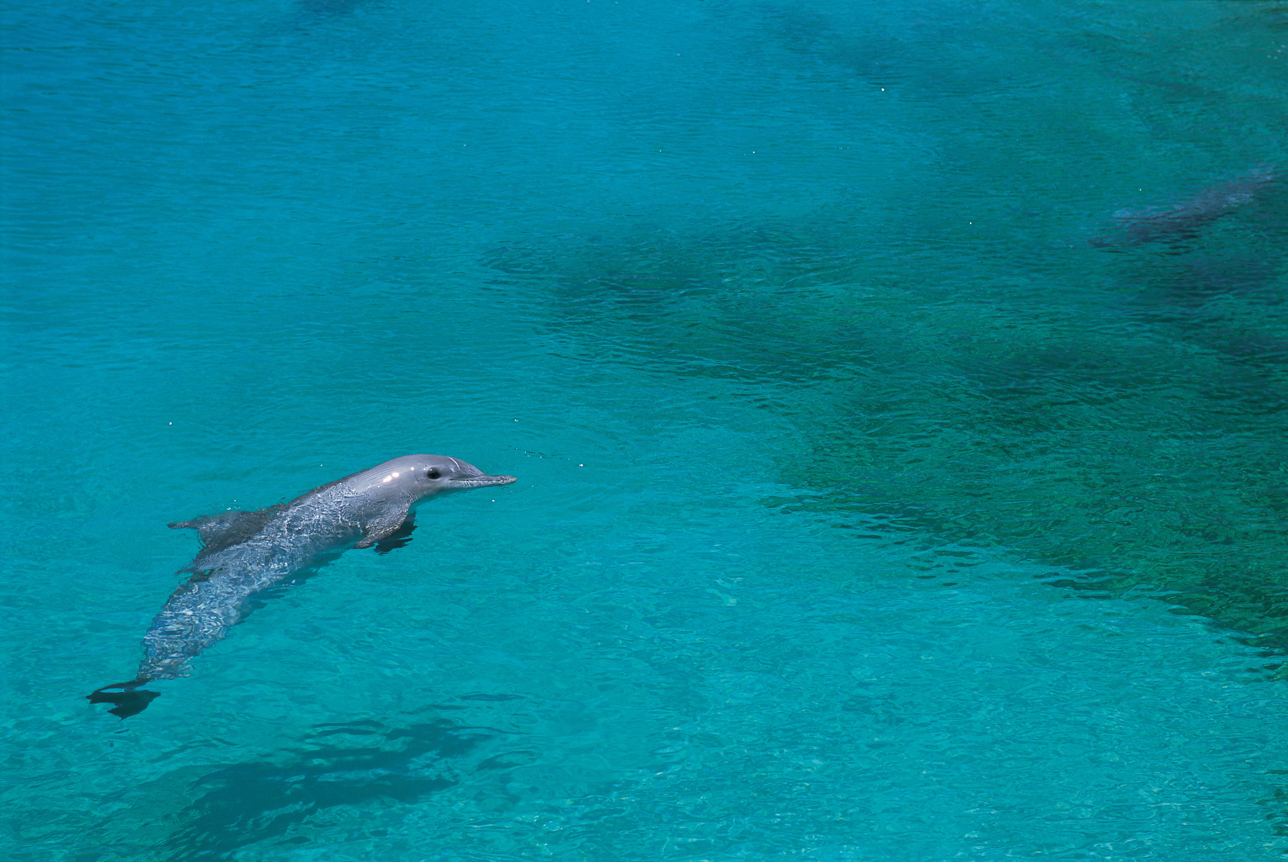 138516 скачать обои животные, плавать, дельфин, мелководье - заставки и картинки бесплатно