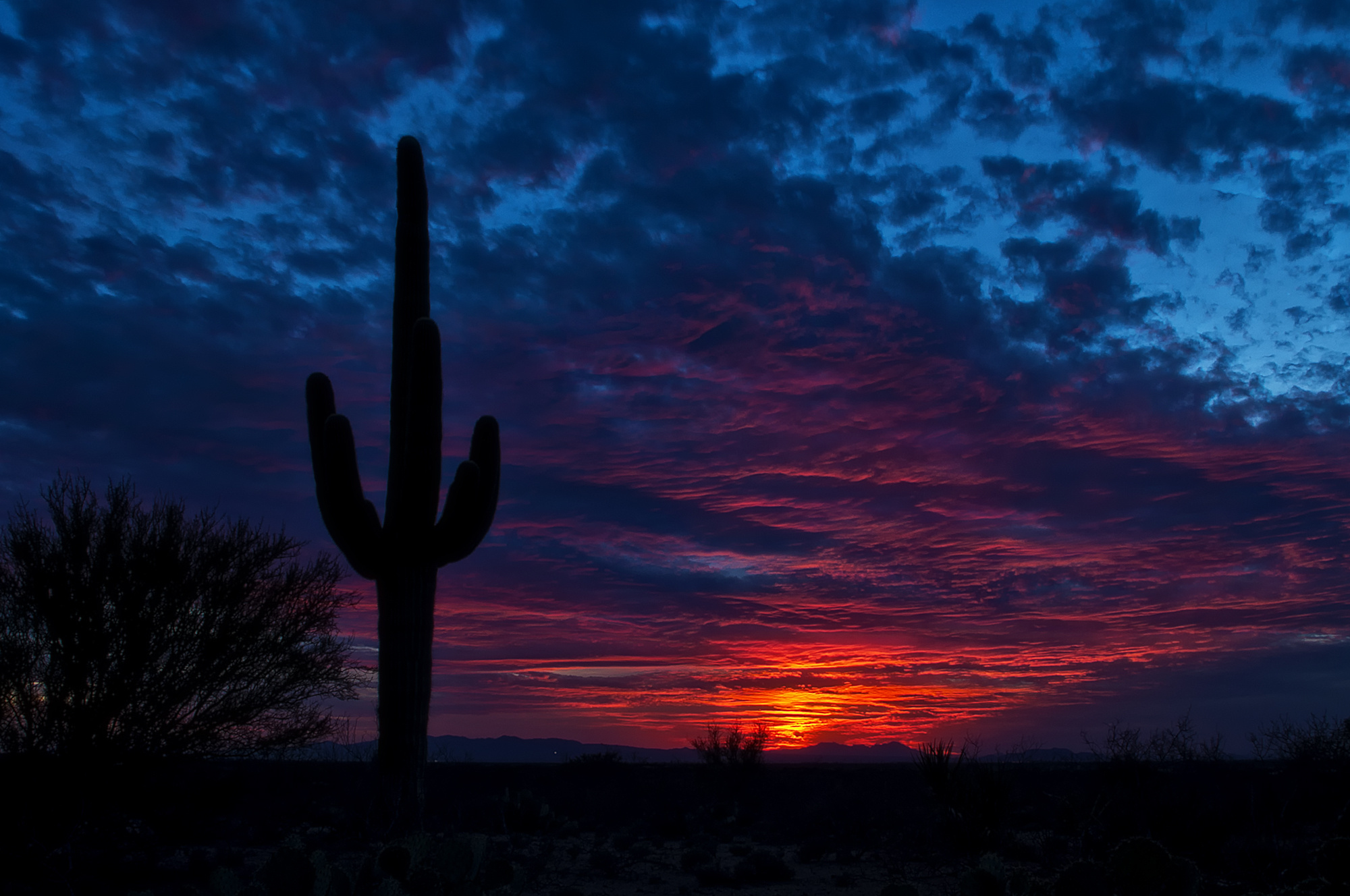 desert, blue, cactus, sunset 4K, Ultra HD
