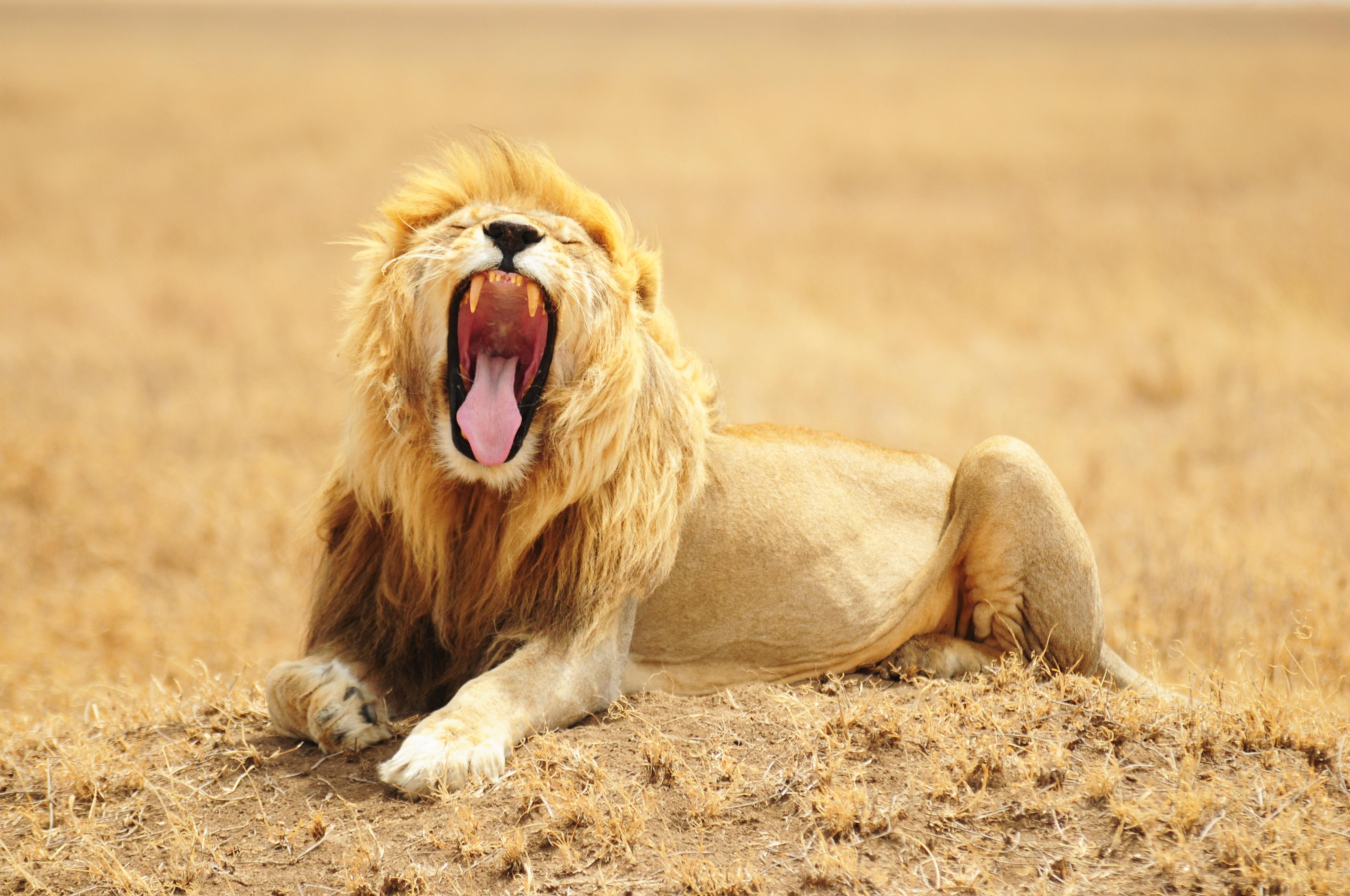 69300 baixar papel de parede um leão, animais, leão, sorriso, predator, predador, gato grande, animais selvagens, vida selvagem, rei das feras, rei das bestas - protetores de tela e imagens gratuitamente
