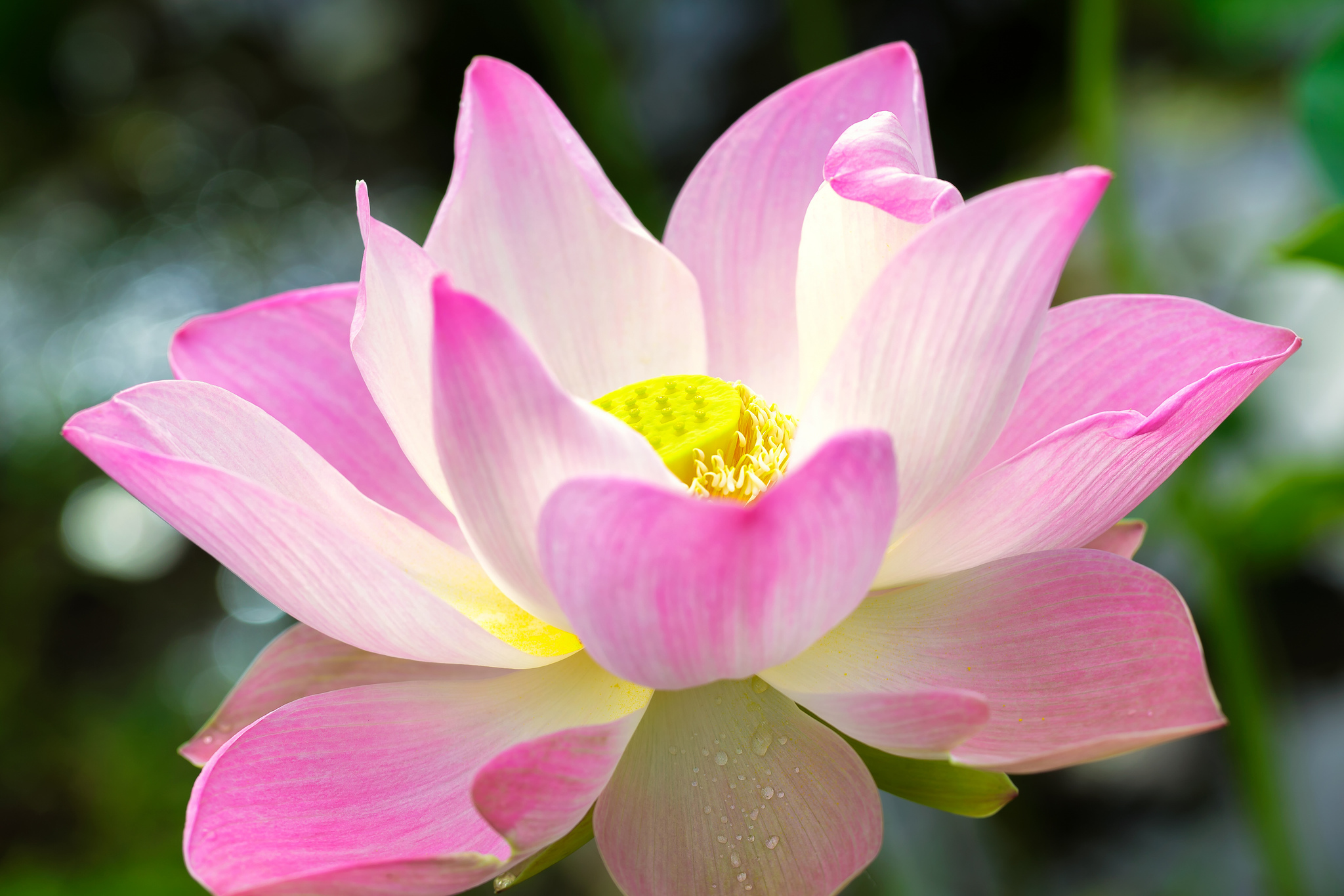 Mobile wallpaper: Lotus, Flowers, Earth, 309805 download the picture for  free.