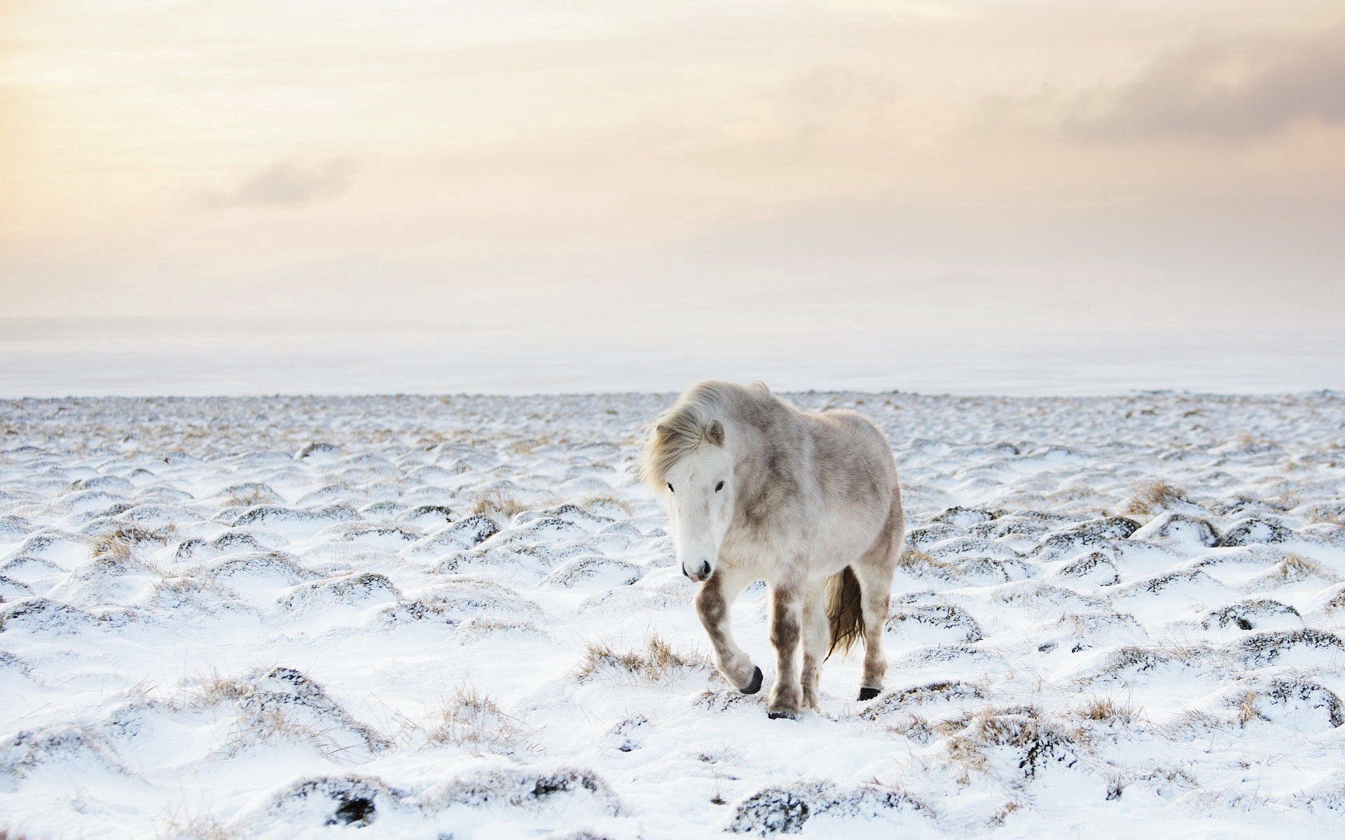 60095 Hintergrundbild herunterladen tiere, winter, schnee, pferd - Bildschirmschoner und Bilder kostenlos