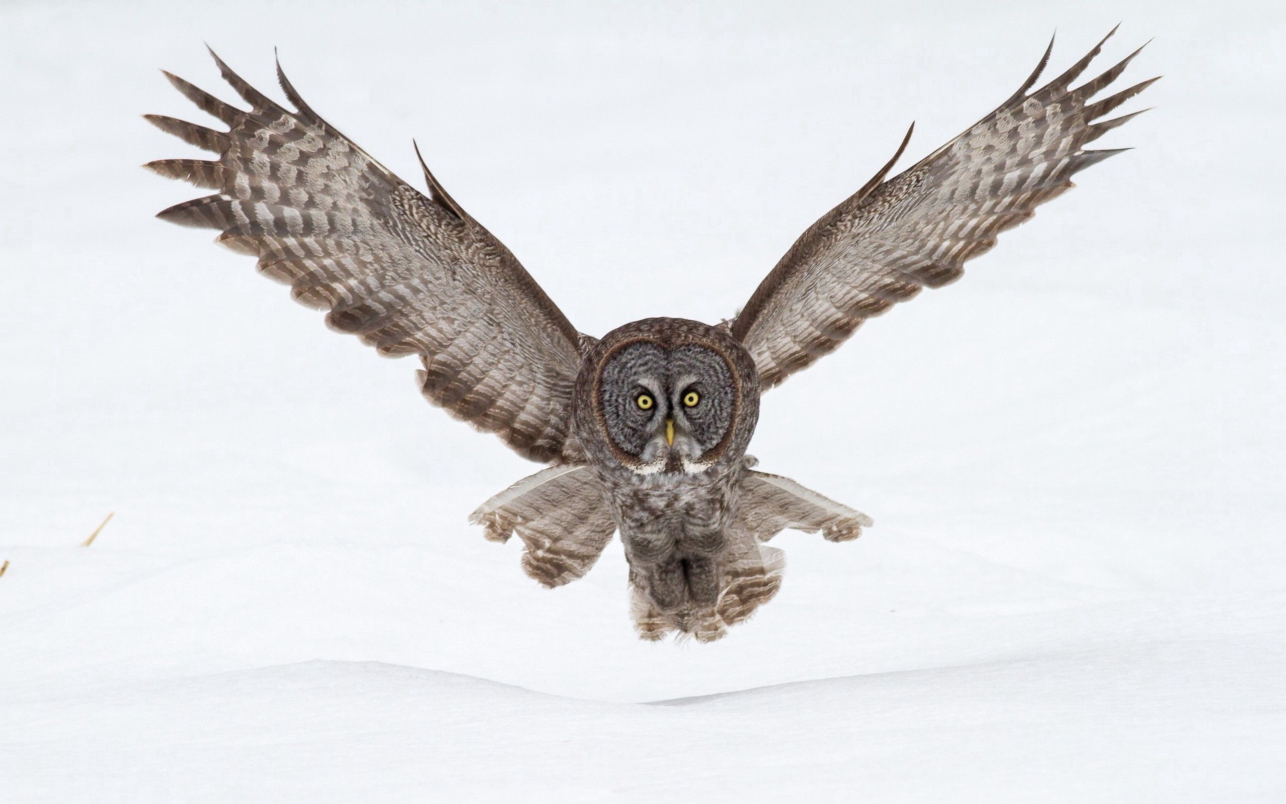 Laden Sie das Tiere, Eule, Schnee, Flug, Flügel, Welle, Fegen-Bild kostenlos auf Ihren PC-Desktop herunter