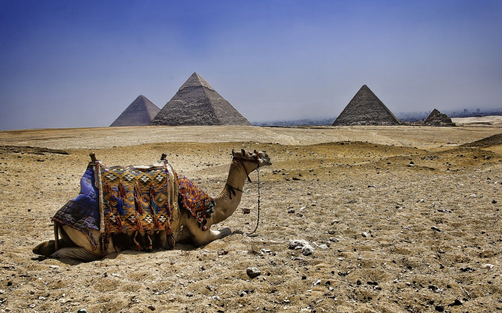 78460 Hintergrundbilder und Ägypten Bilder auf dem Desktop. Laden Sie pyramiden, kamel, tiere Bildschirmschoner kostenlos auf den PC herunter