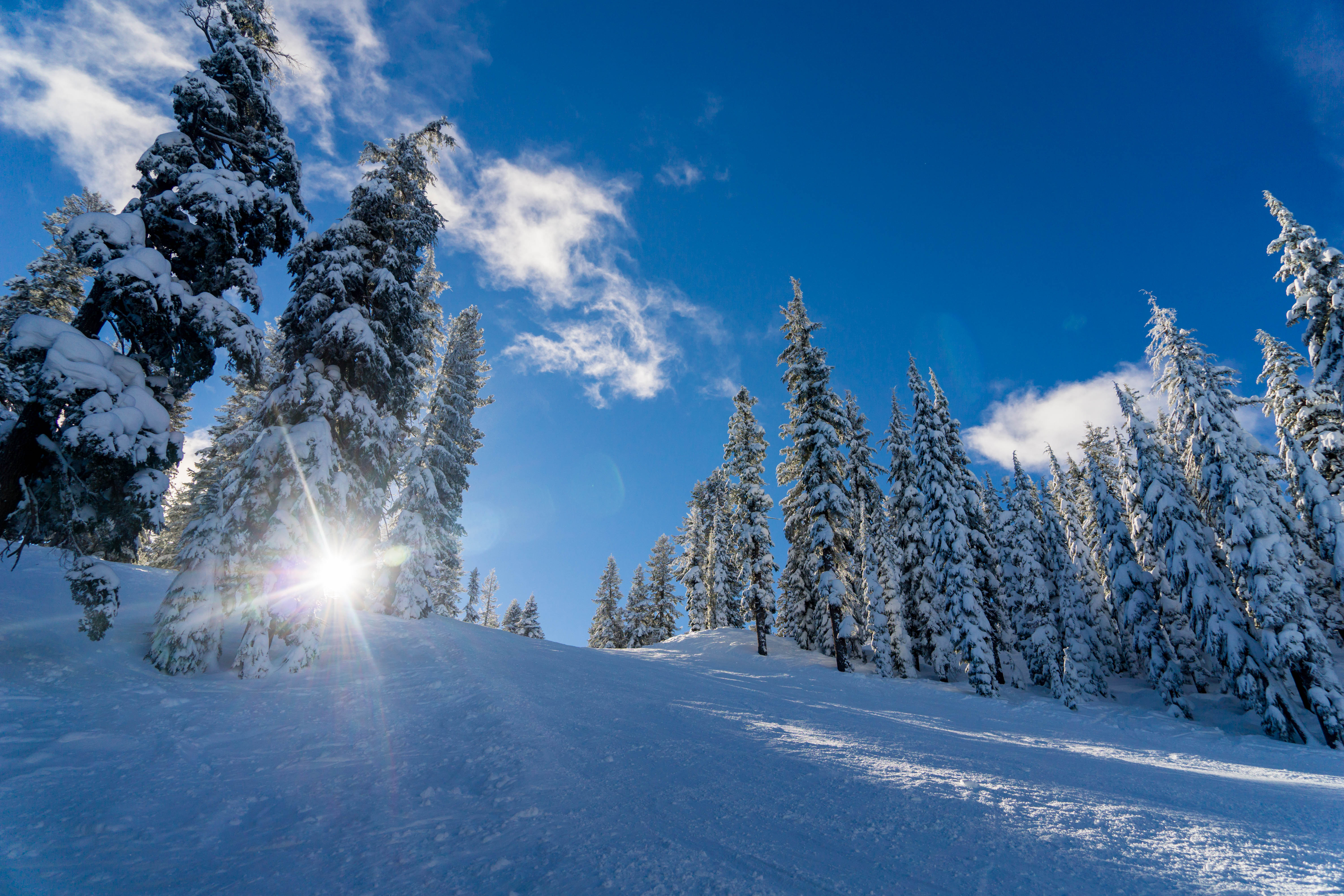110919 Bildschirmschoner und Hintergrundbilder Winter auf Ihrem Telefon. Laden Sie bäume, natur, schnee, sonnenlicht Bilder kostenlos herunter