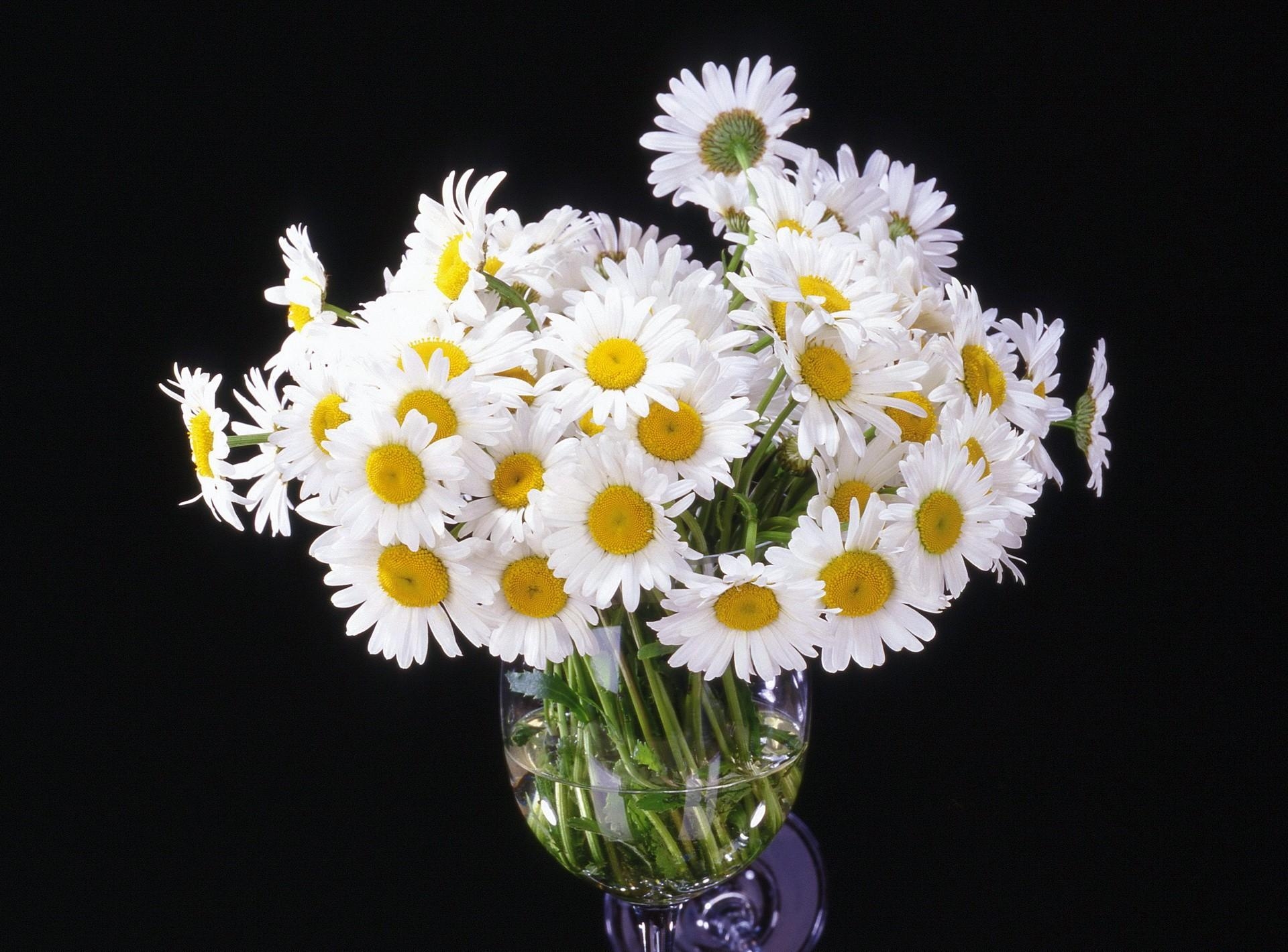 Handy-Wallpaper Blumen, Kamille, Strauß, Bouquet, Schwarzer Hintergrund, Vase kostenlos herunterladen.