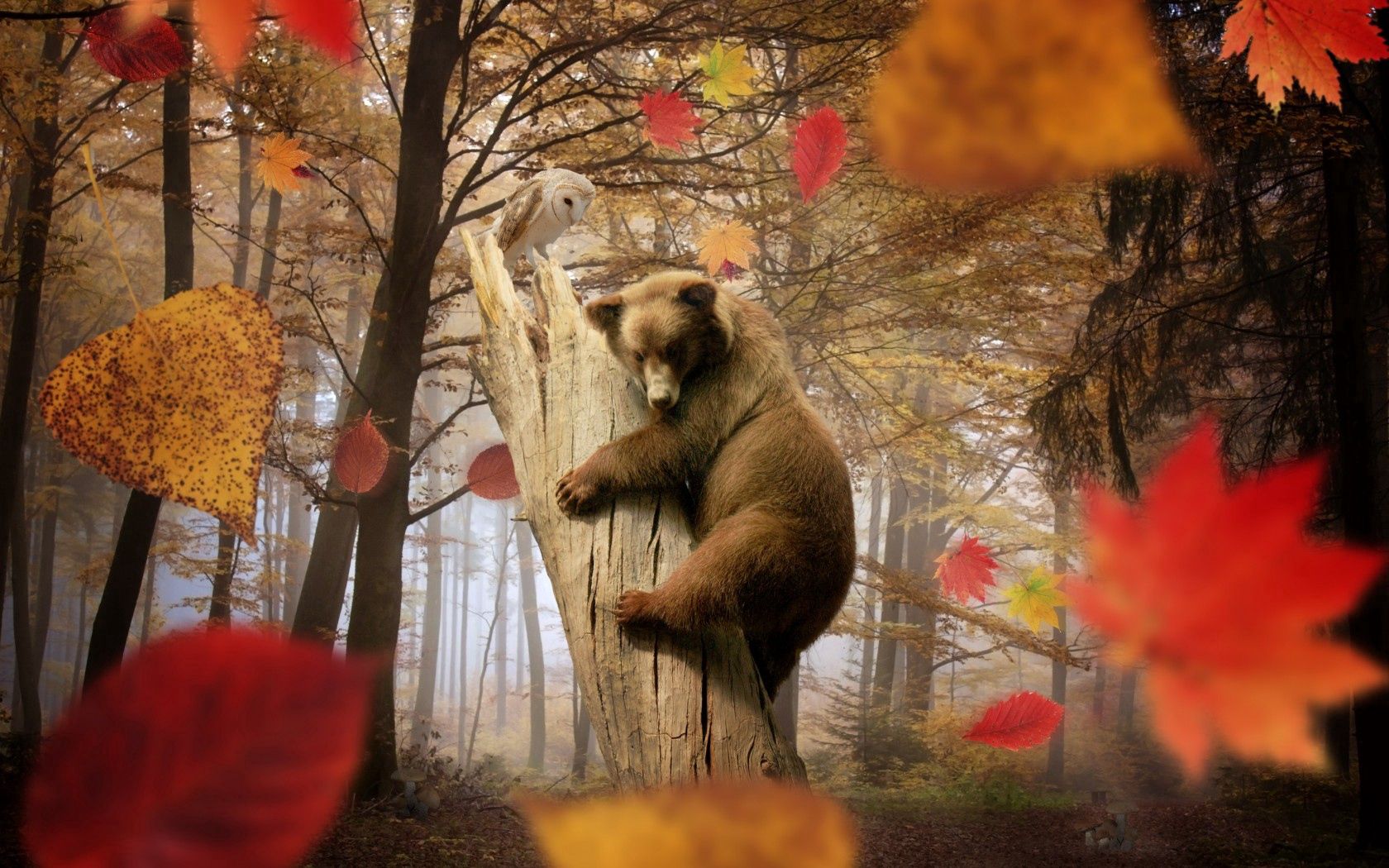 Phone Wallpaper (No watermarks) leaf fall, animals, forest, bear