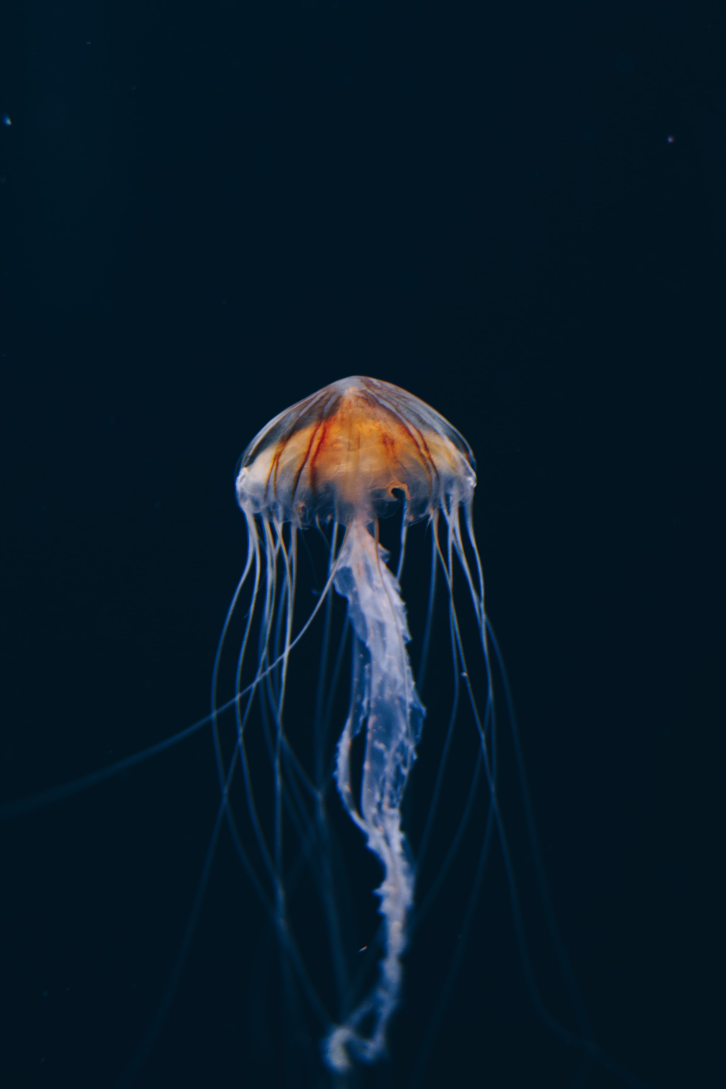 jellyfish, nature, water, dark, beautiful, underwater world Full HD