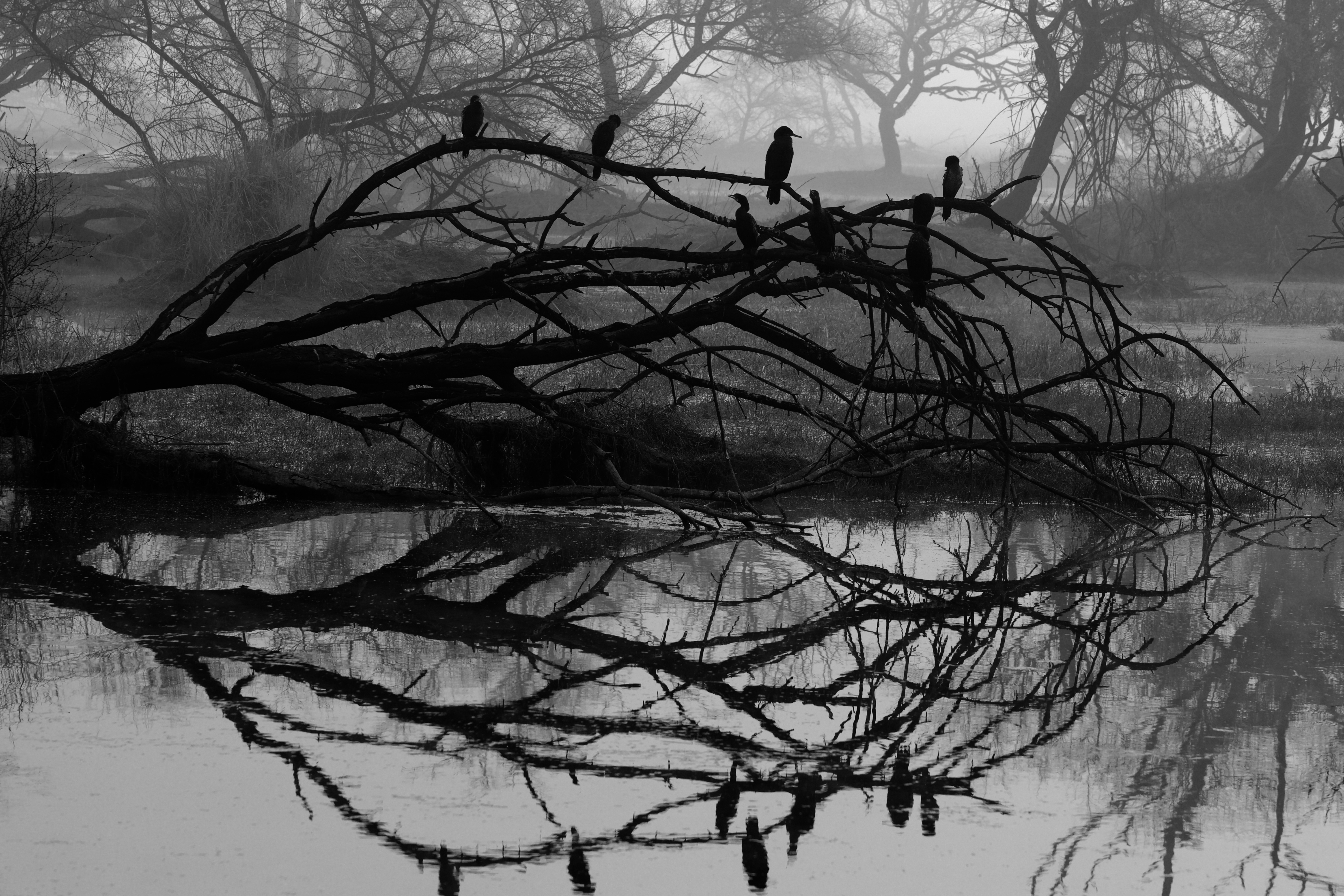 wood, nature, reflection, bird, tree, bw, chb wallpapers for tablet