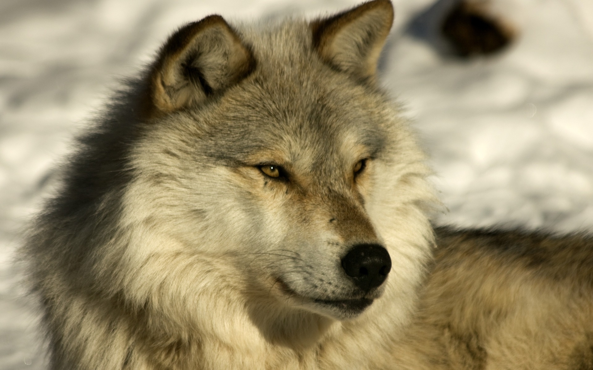 wolfs, animals, yellow Free Stock Photo