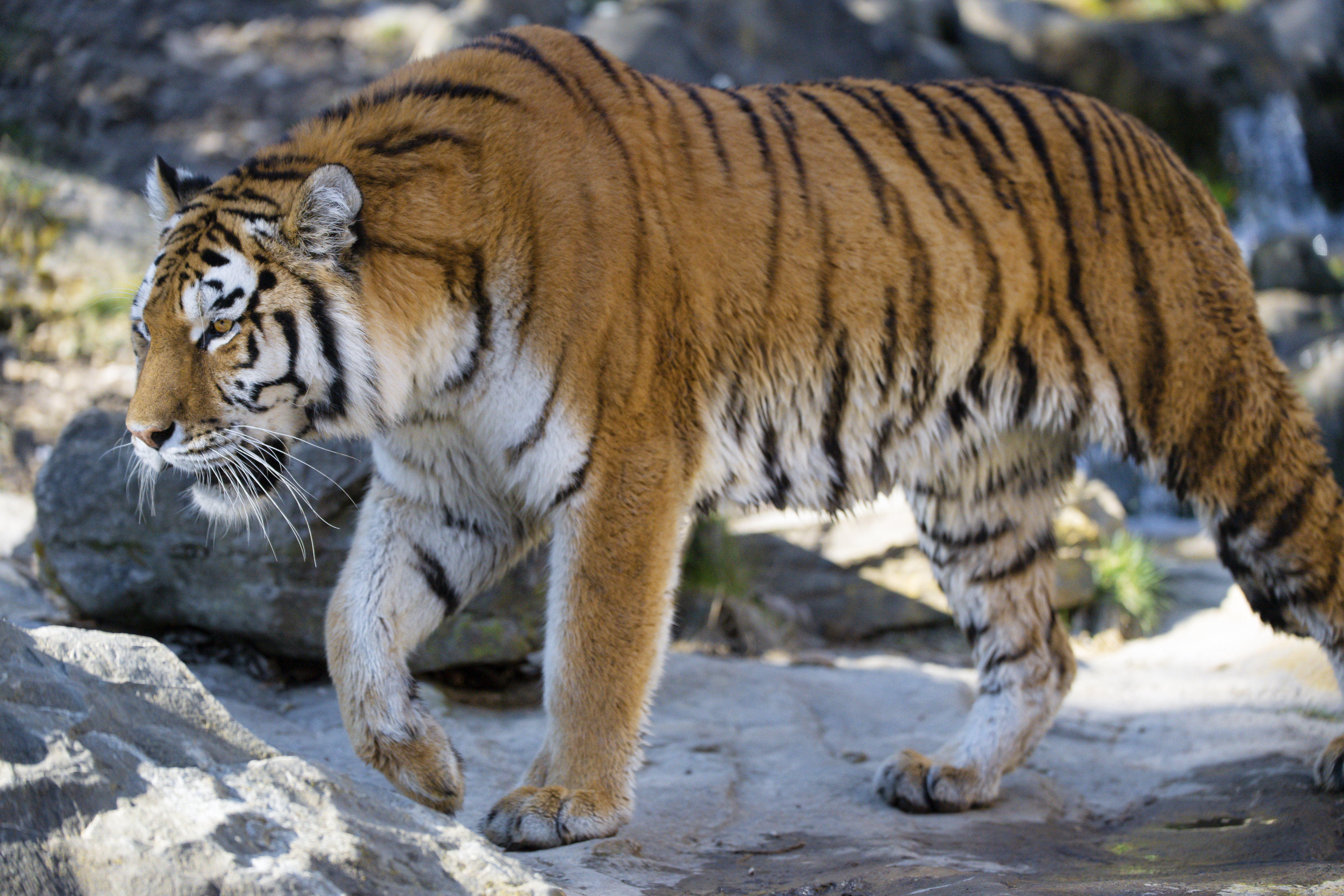 HD desktop wallpaper: Opinion, Profile, Sight, Big Cat, Predator, Tiger,  Animals download free picture #154512