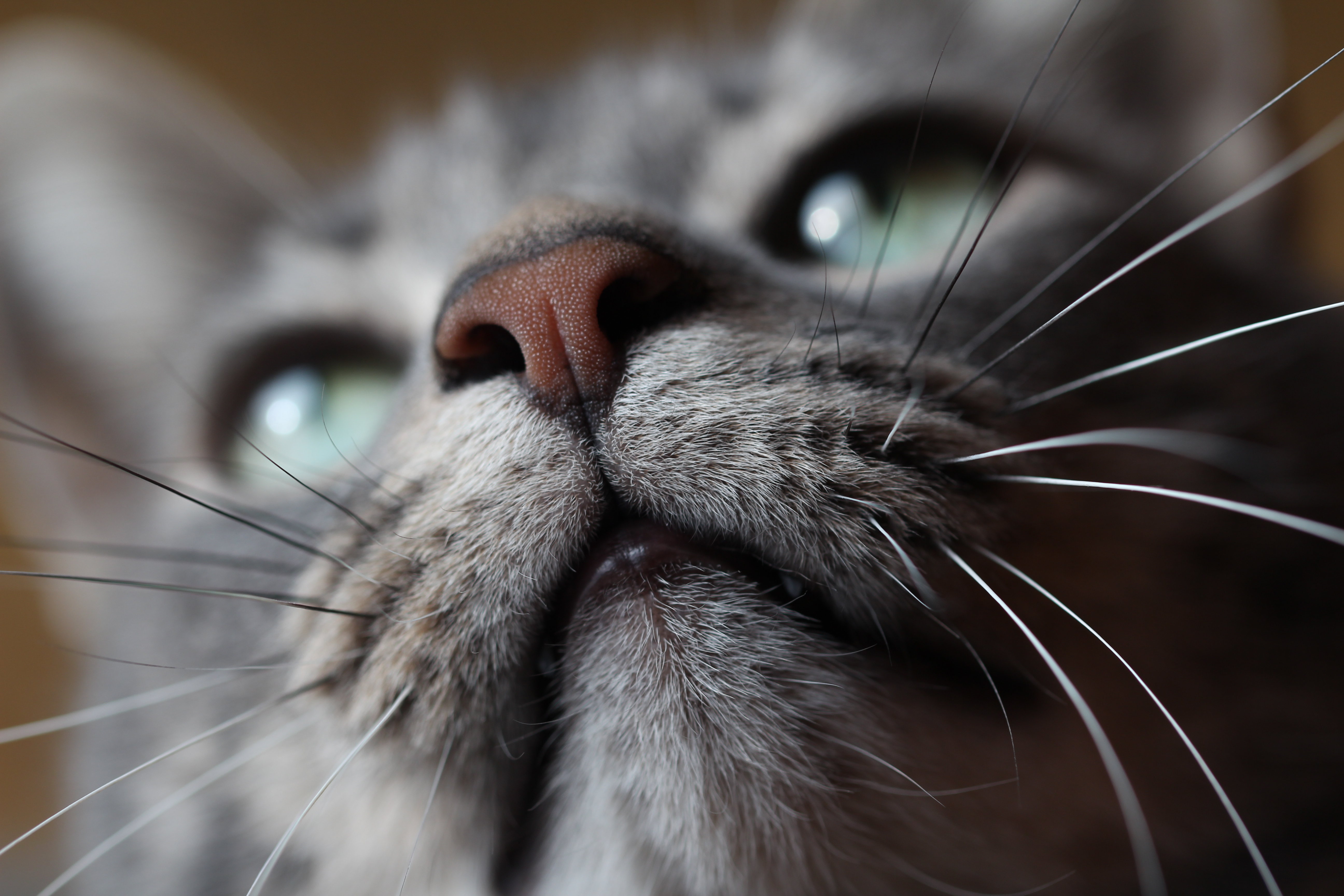 Laden Sie das Tiere, Der Kater, Katze, Schnauze, Schnurrbart, Nase-Bild kostenlos auf Ihren PC-Desktop herunter