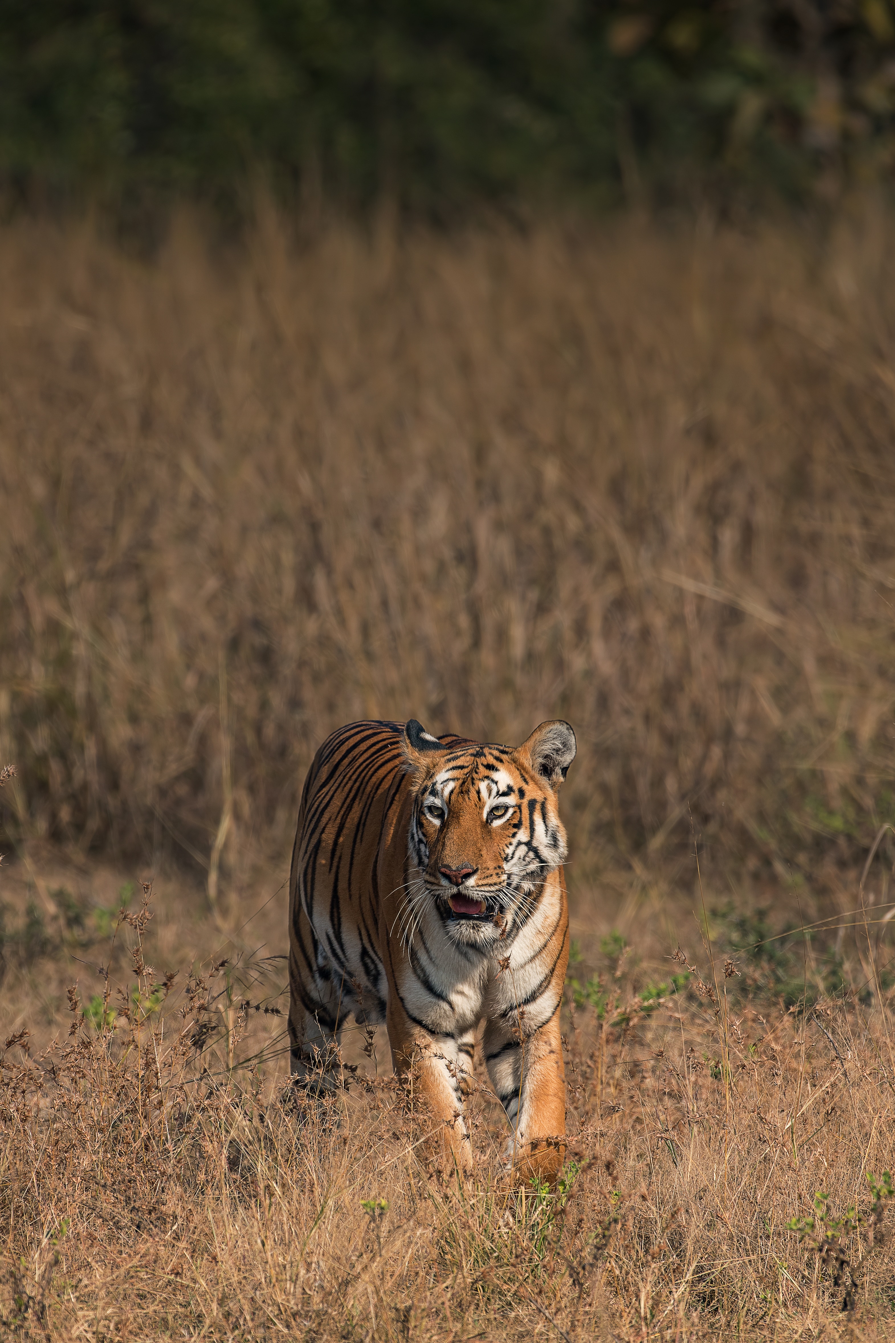 134253 Hintergrundbilder und Savanna Bilder auf dem Desktop. Laden Sie tiere, tiger, wilde natur, wildlife Bildschirmschoner kostenlos auf den PC herunter