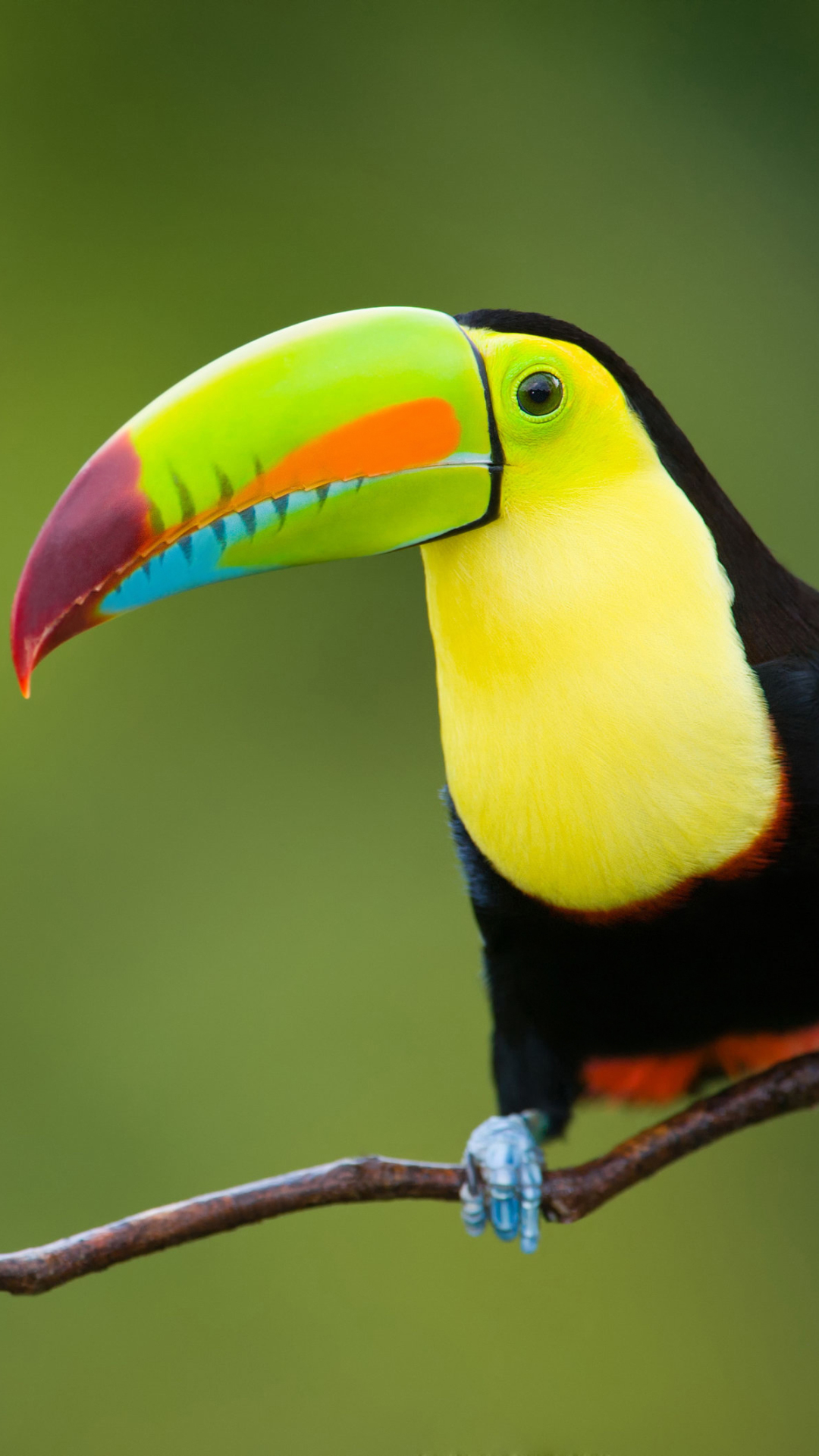 1131422 免費下載壁紙 动物, 巨嘴鸟, 颜色, 色彩, 分支, 树枝, 鸟, 丰富多彩的, 鸟类 屏保和圖片