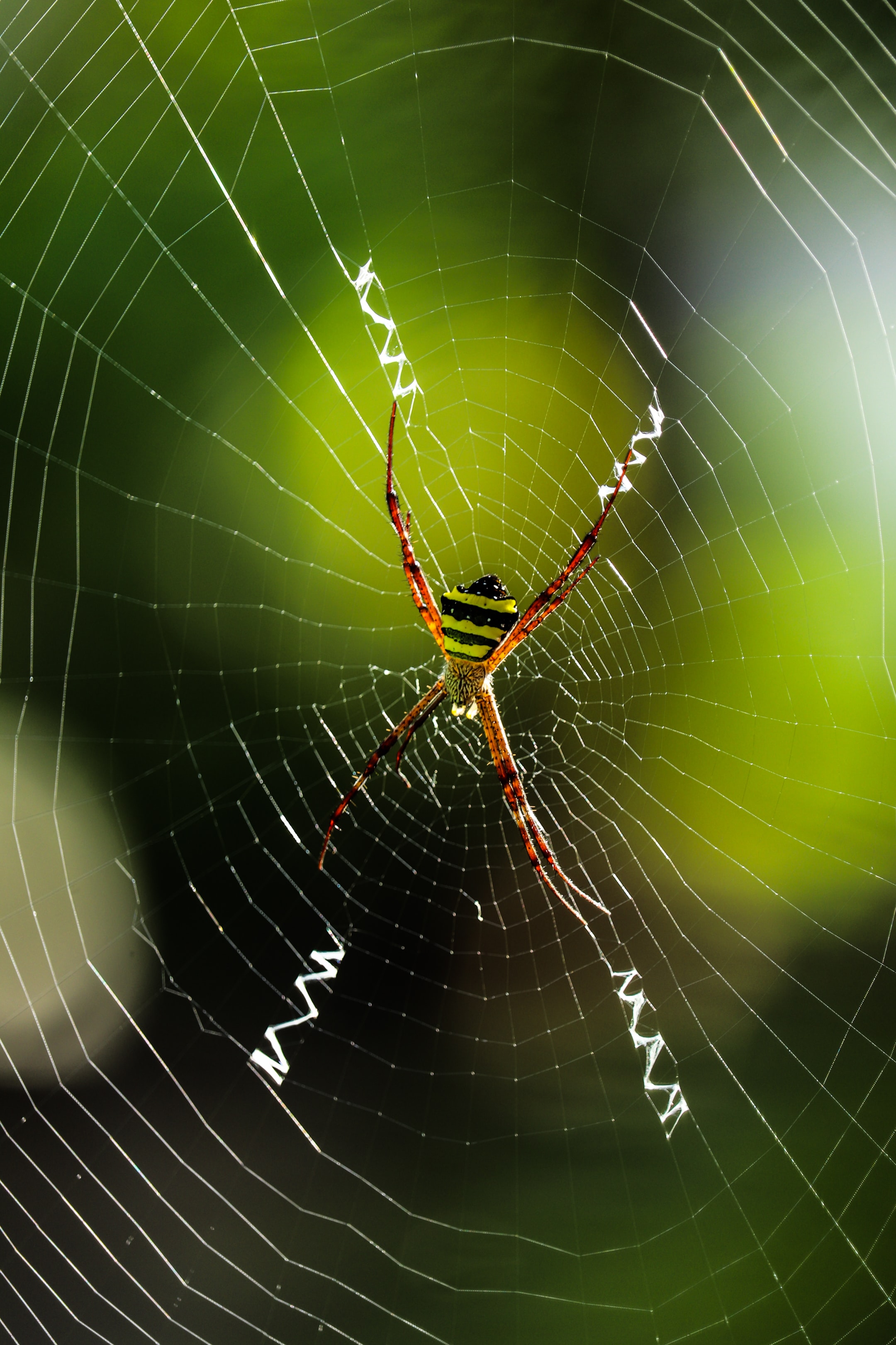macro, animals, web, insect HD Wallpaper for Phone