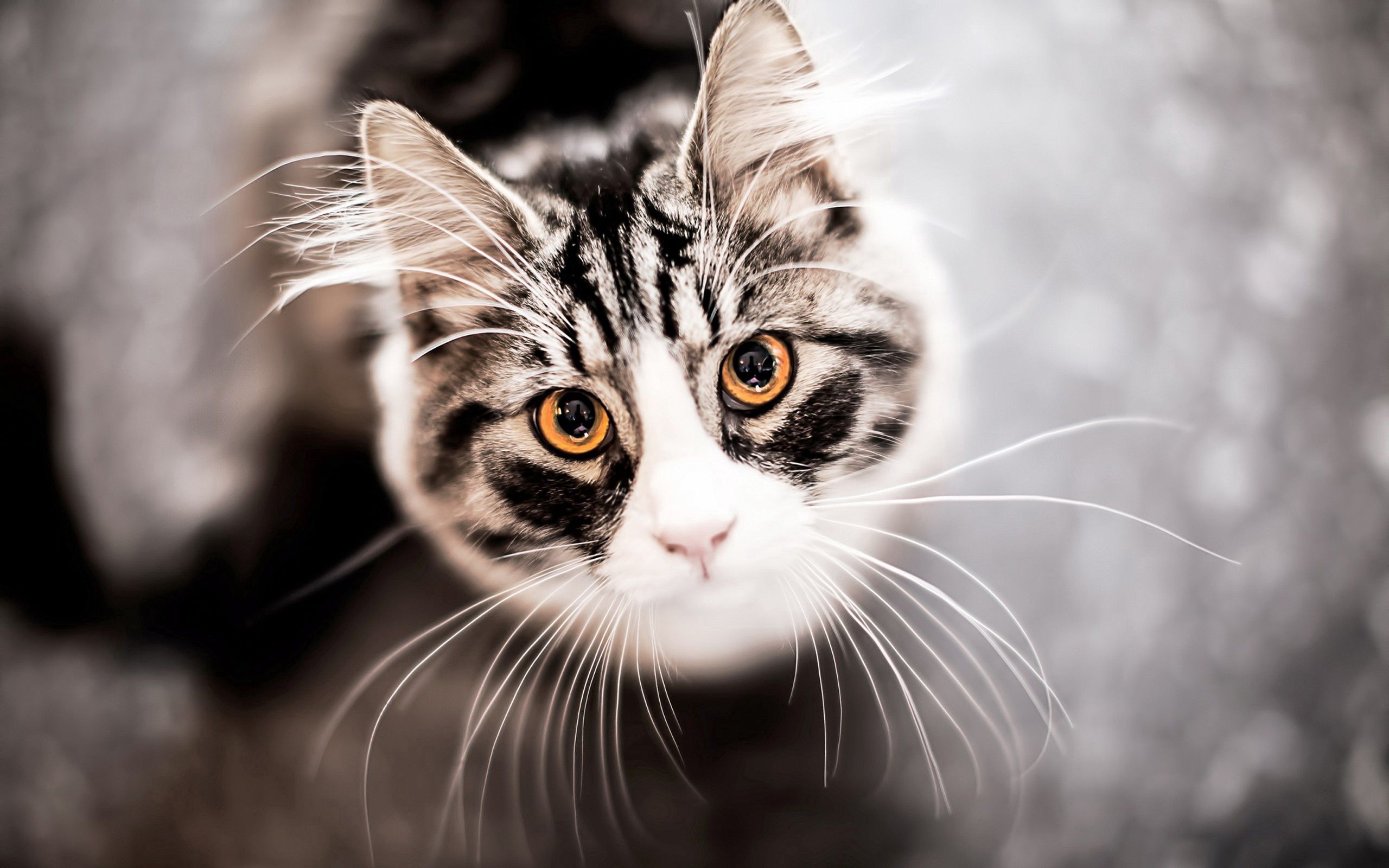 Laden Sie das Tiere, Der Kater, Katze, Schnauze, Sicht, Meinung, Schnurrbart-Bild kostenlos auf Ihren PC-Desktop herunter