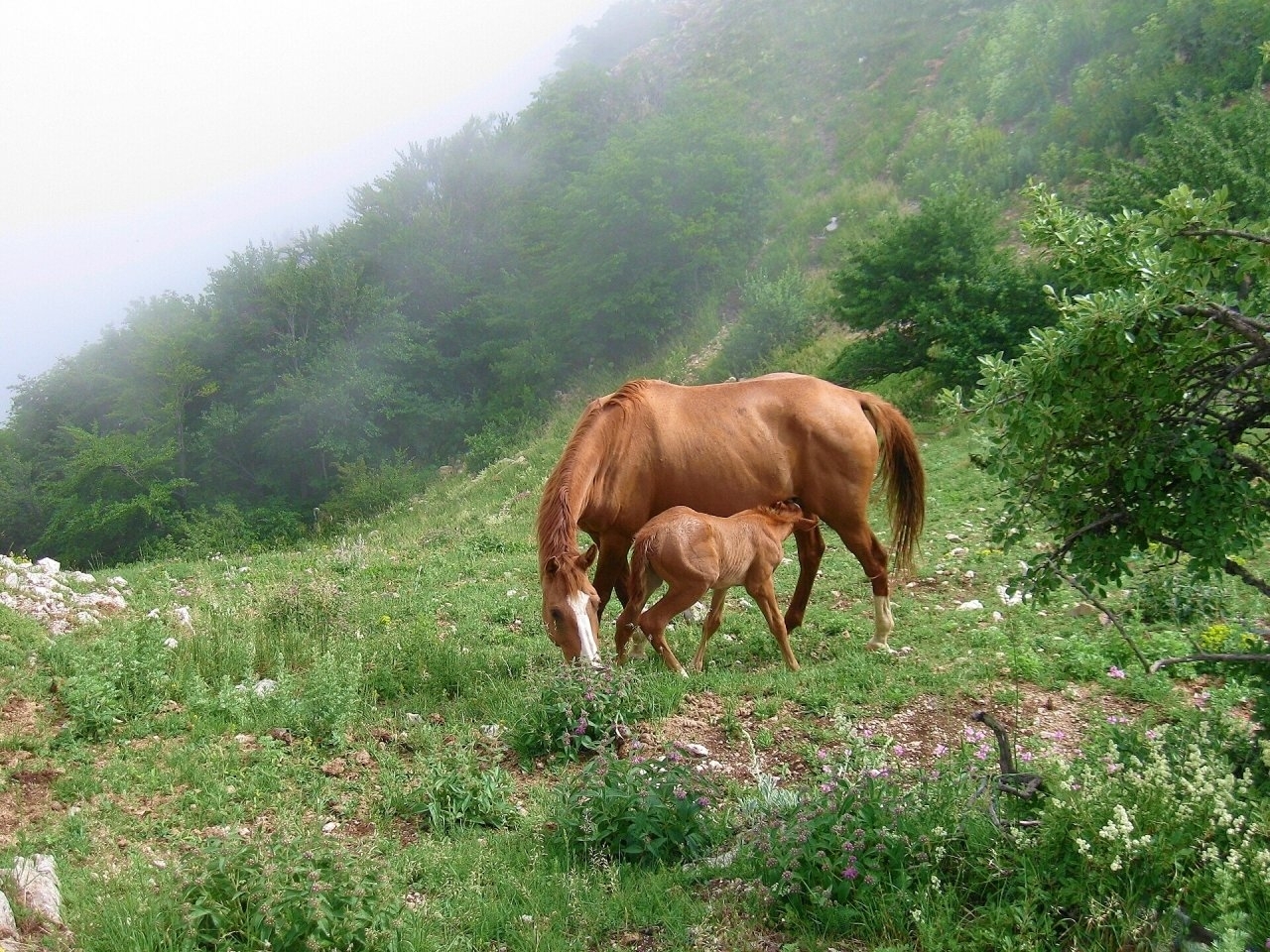 45163 Hintergrundbild herunterladen pferde, tiere, grün - Bildschirmschoner und Bilder kostenlos