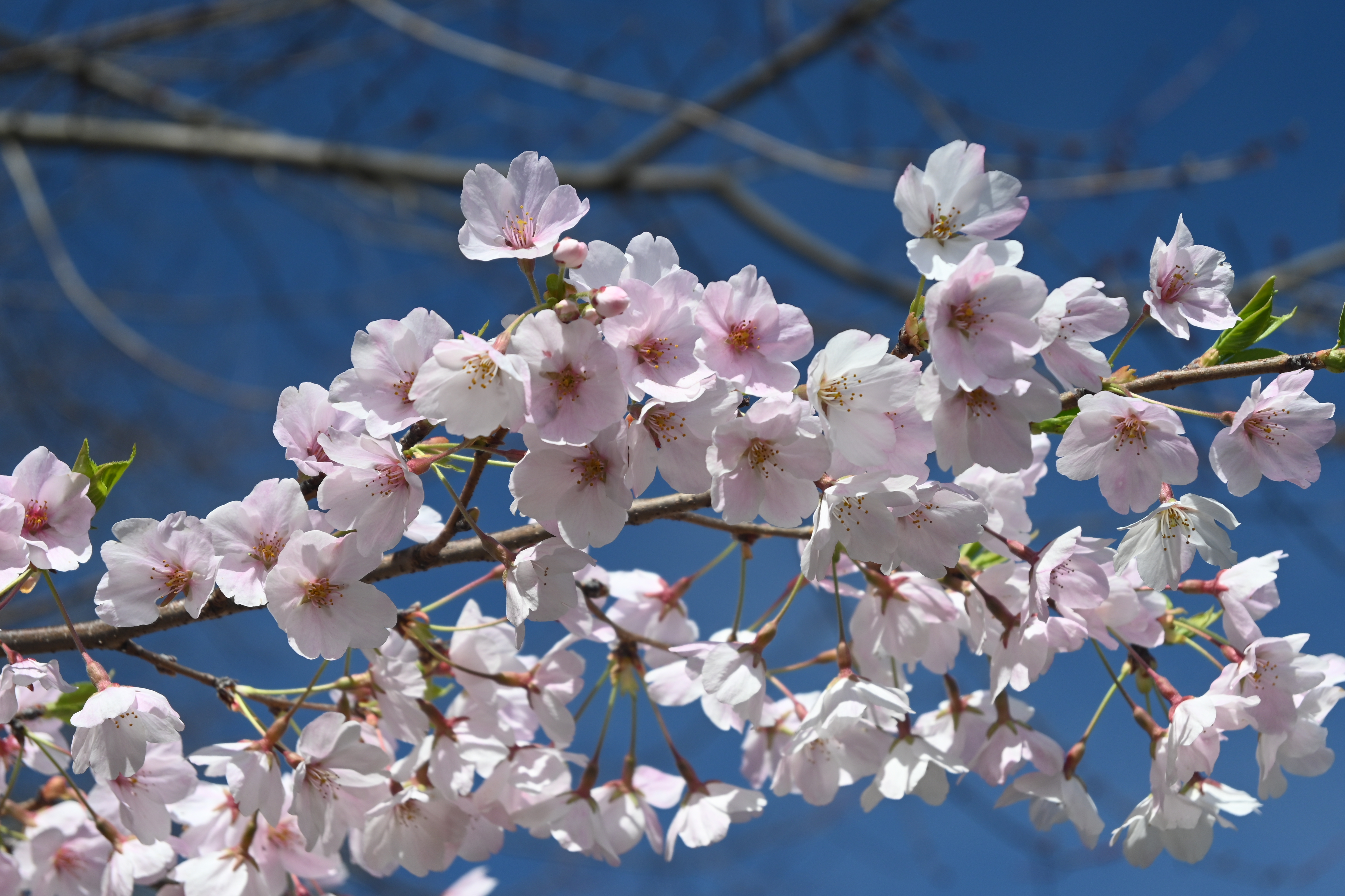 150540 Protetores de tela e papéis de parede Sakura em seu telefone. Baixe flores, sakura, pétalas, galho, ramo, primavera fotos gratuitamente