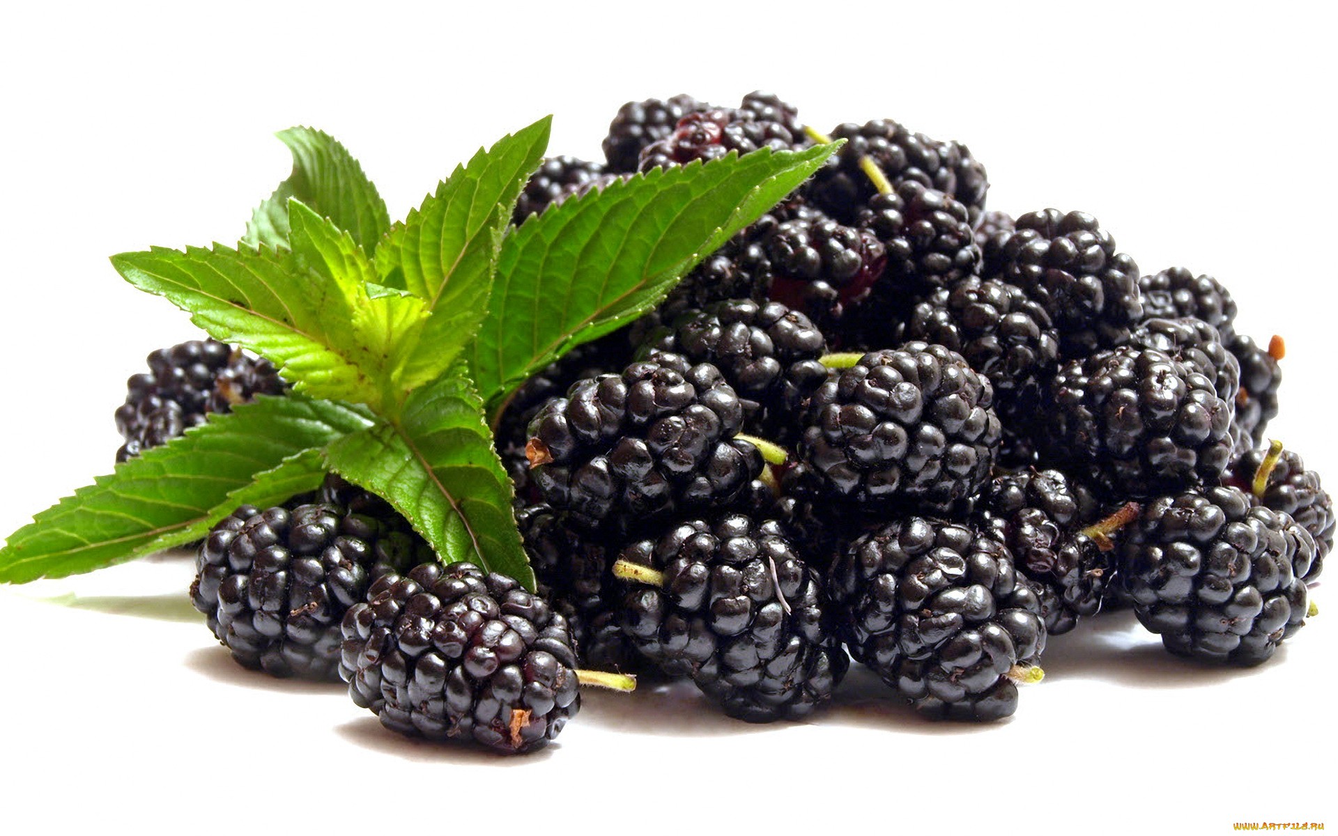 Free Images  Blackberry