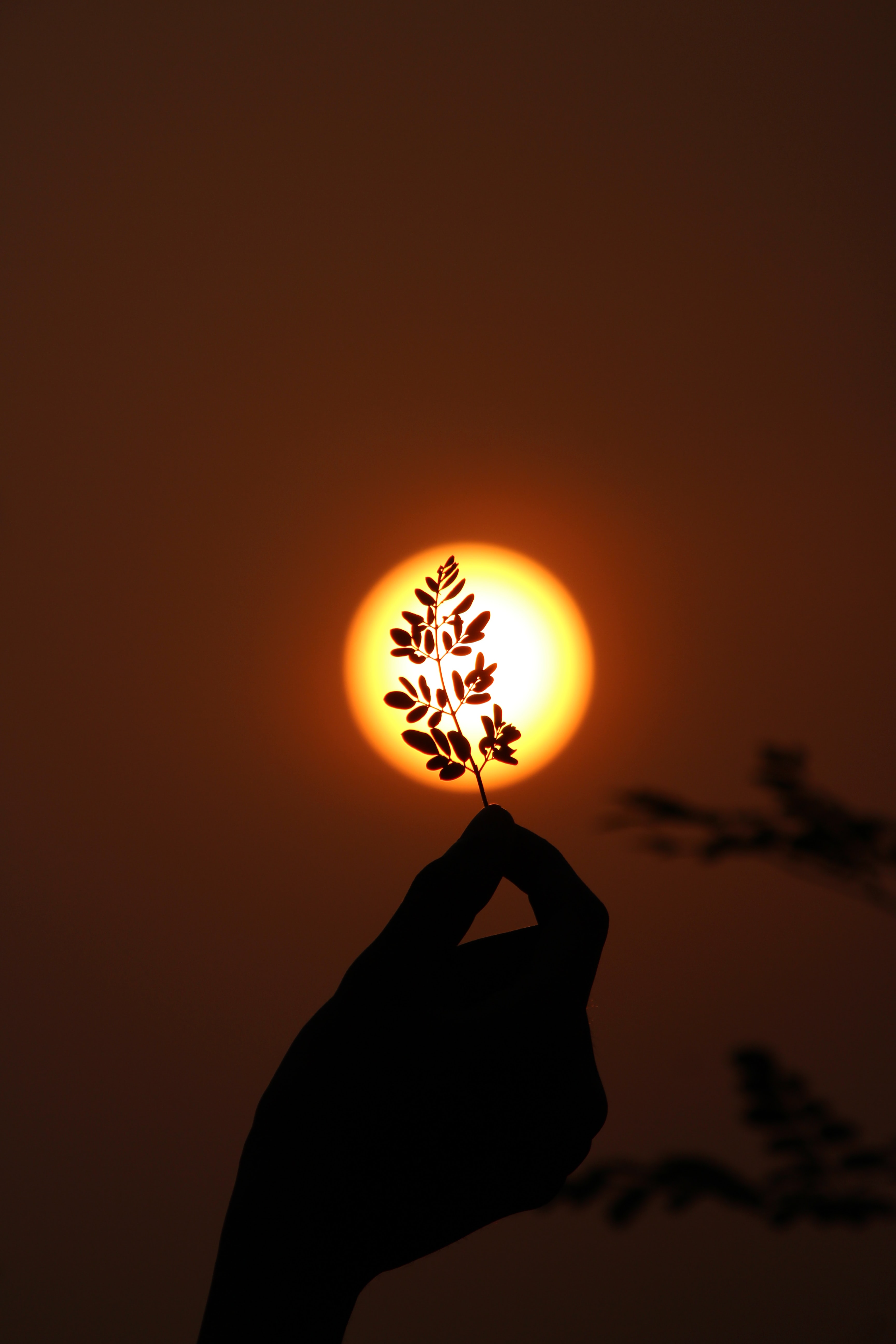 Mobile wallpaper sun, branch, dark, hand, sunset