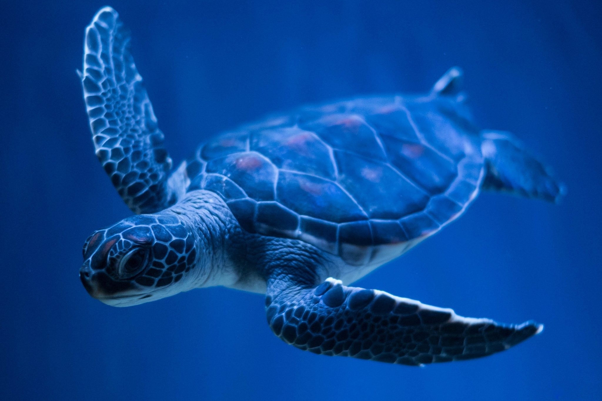 HD desktop wallpaper: Turtles, Animal, Turtle download free picture #284733