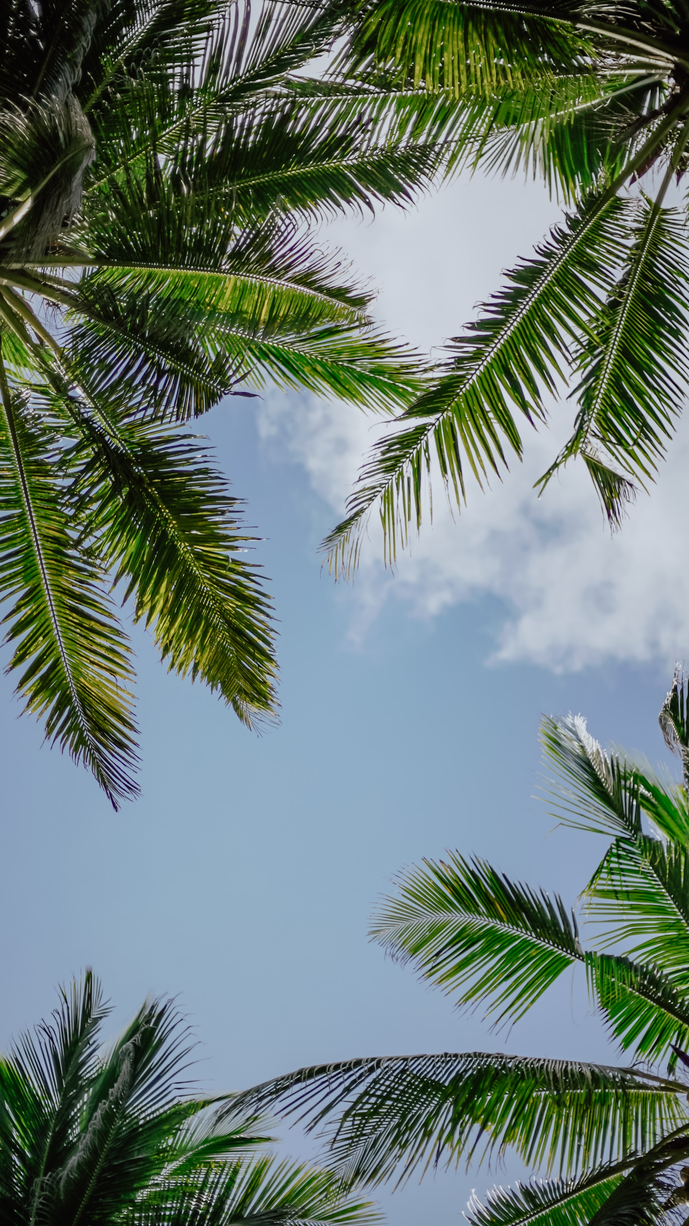 sky, branches, nature, palms Full HD