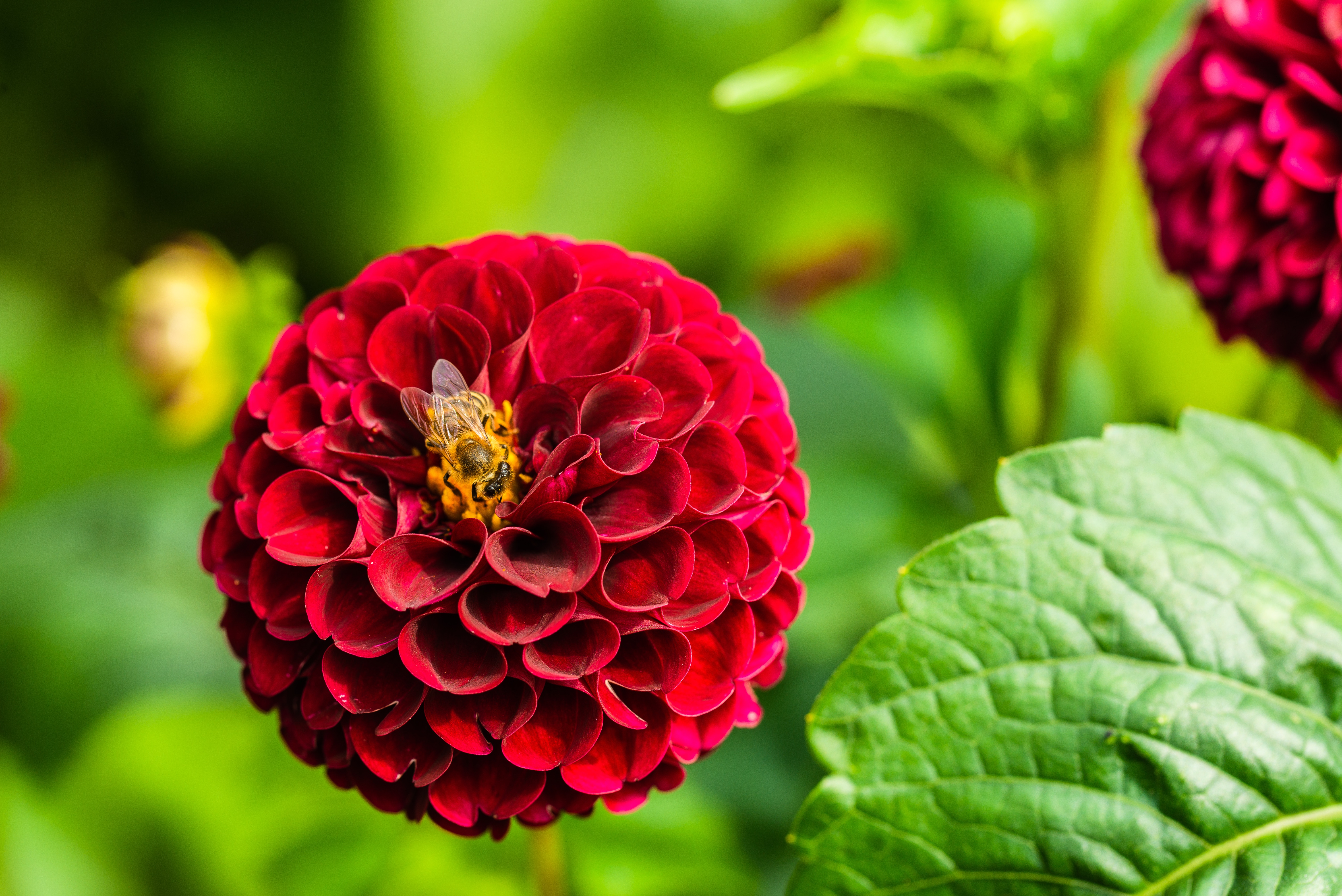 53703 download wallpaper red, flower, macro, bloom, flowering, bee, dahlia screensavers and pictures for free
